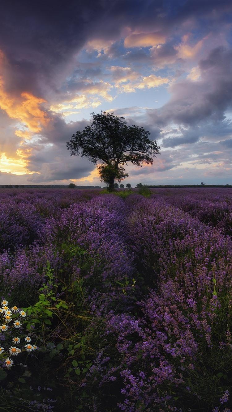 Bulgaria, Lavender, Chamomile, Tree, Clouds 750x1334 IPhone 8 7 6 6S