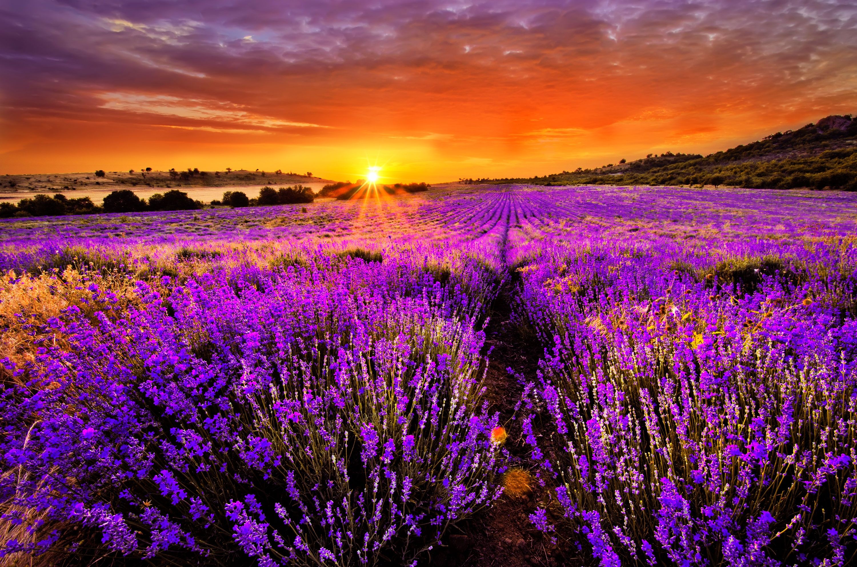 Lavender Field Sunrise Wallpaper