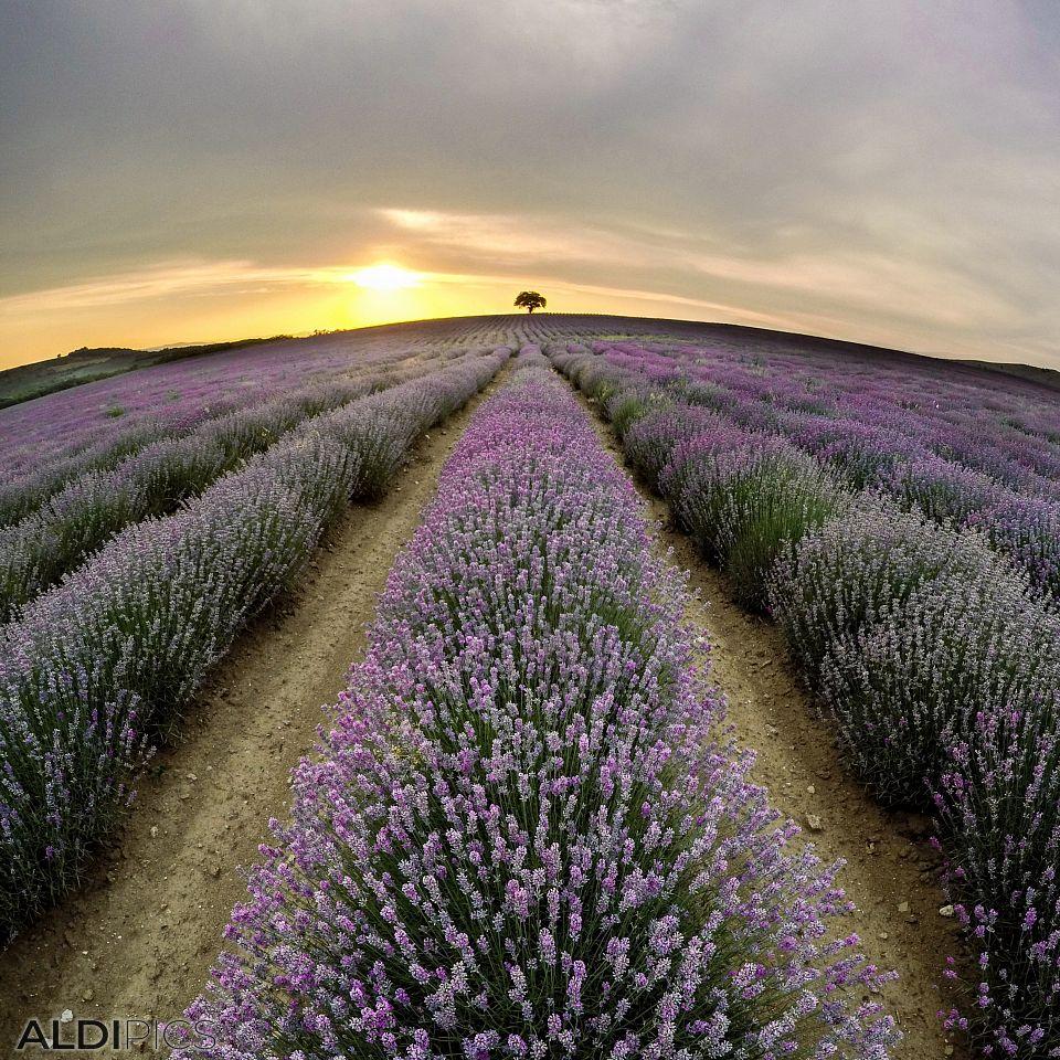 Lavender fields from