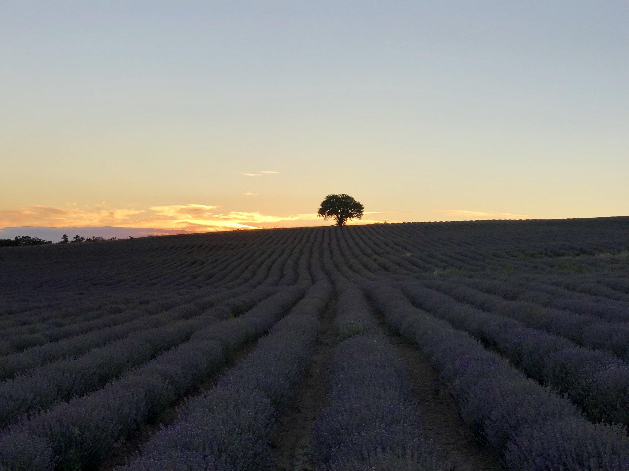 Finding photogenic lavender fields in Bulgaria. The Magic of Traveling