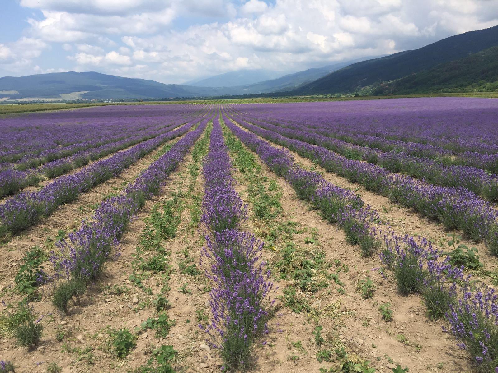 Bulgarian producer of Rose oil, Lavender oil and floral waters