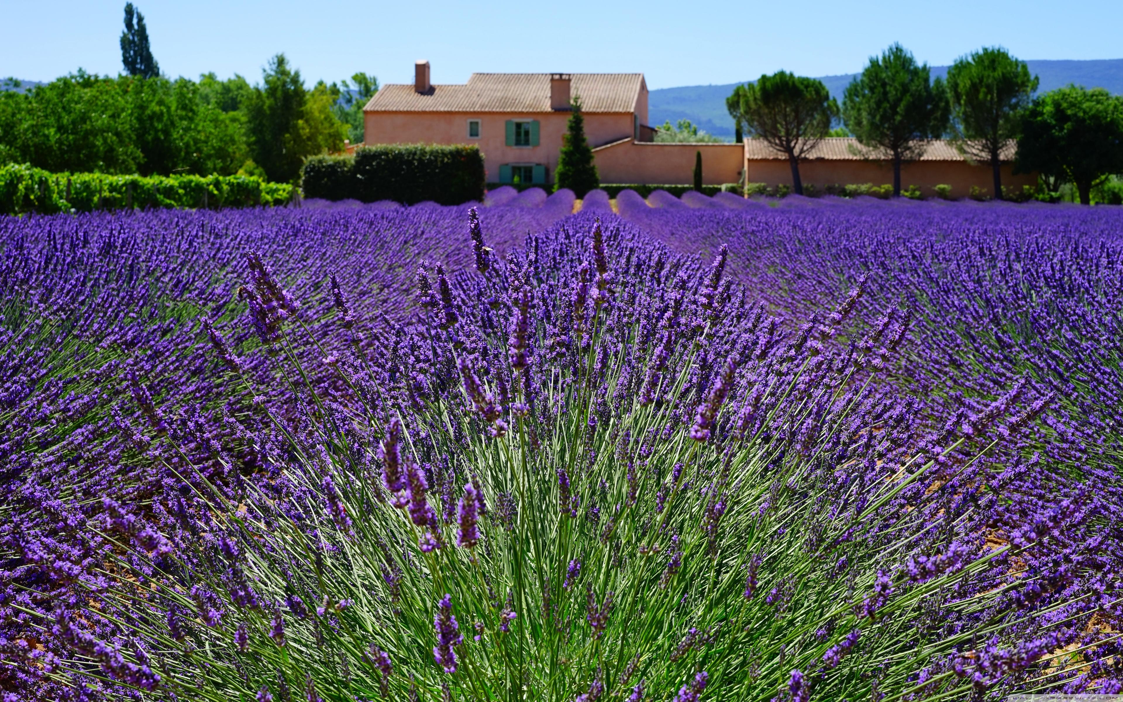 Lavender Field, Provencal House ❤ 4K HD Desktop Wallpaper