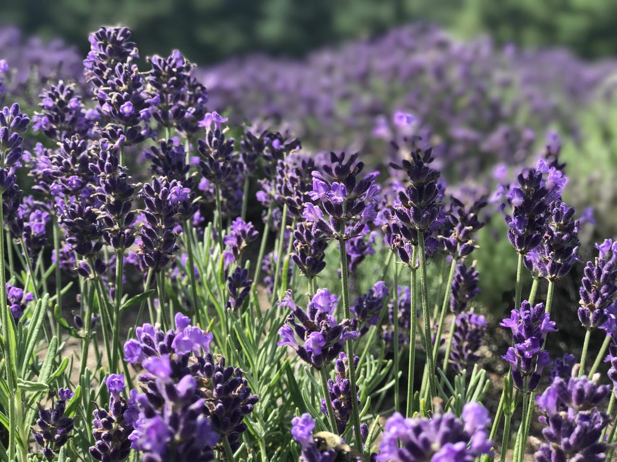 Lavender Herb Production Reducing Poverty in Bulgaria