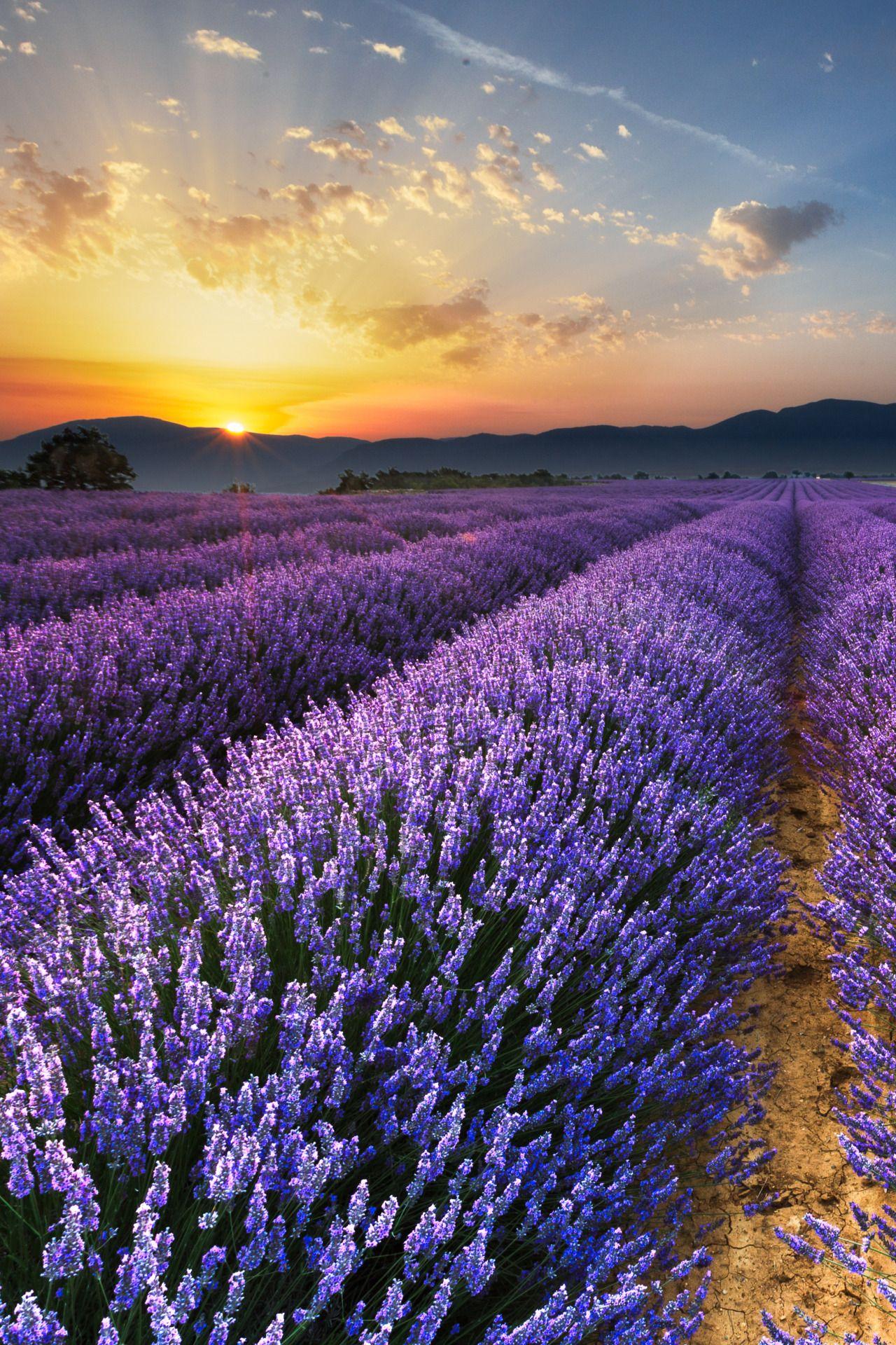 lsleofskye: Sunrise on the Lavender Fields in Valensole in Provence