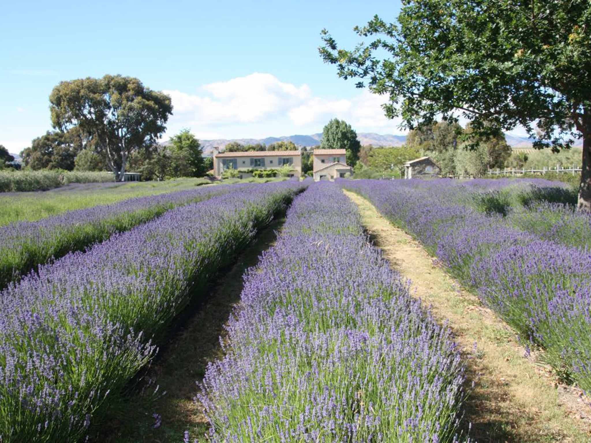New Zealand's fragrant lavender farms: Heavenly scents and local