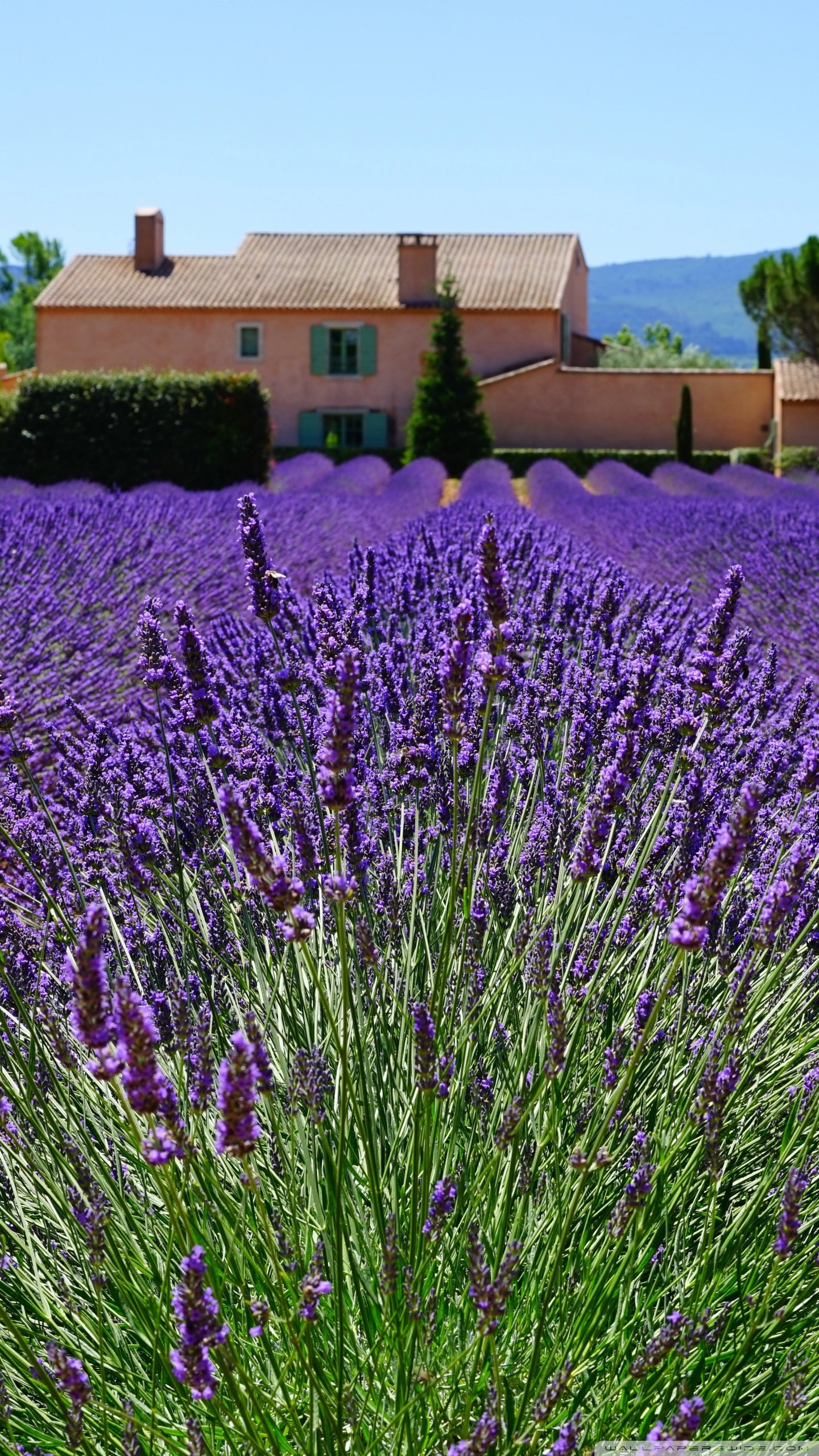 Lavender Field, Provencal House ❤ 4K HD Desktop Wallpaper for 4K