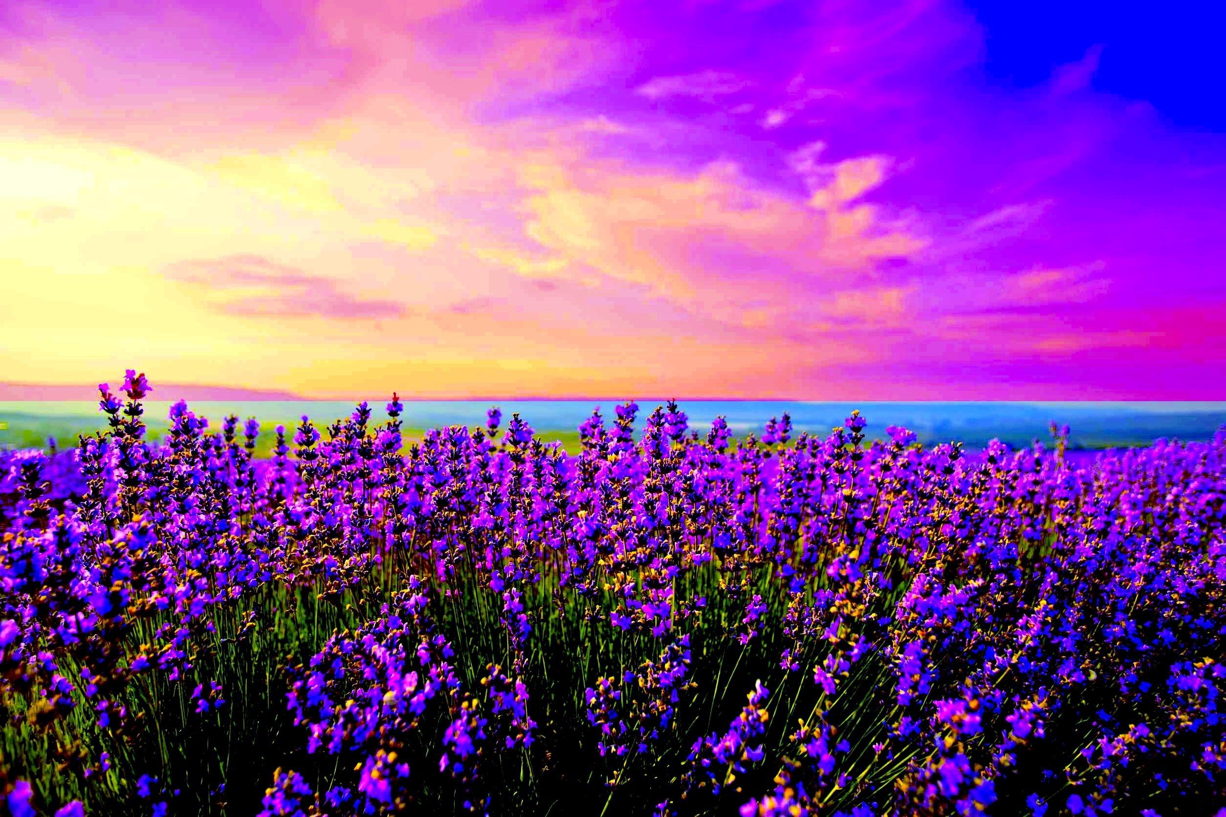 Lavender Field Sunrise Wallpaper