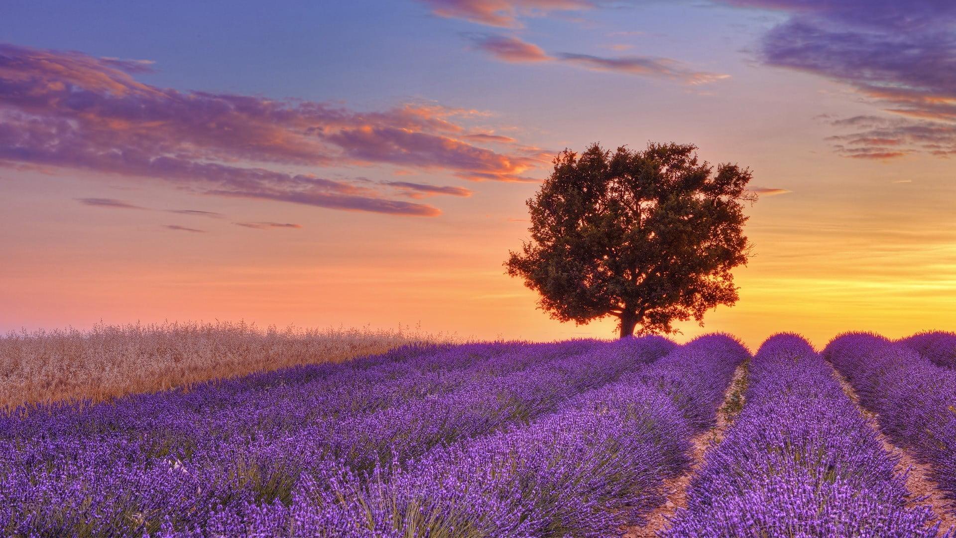 Lavender field, nature, landscape HD wallpaper