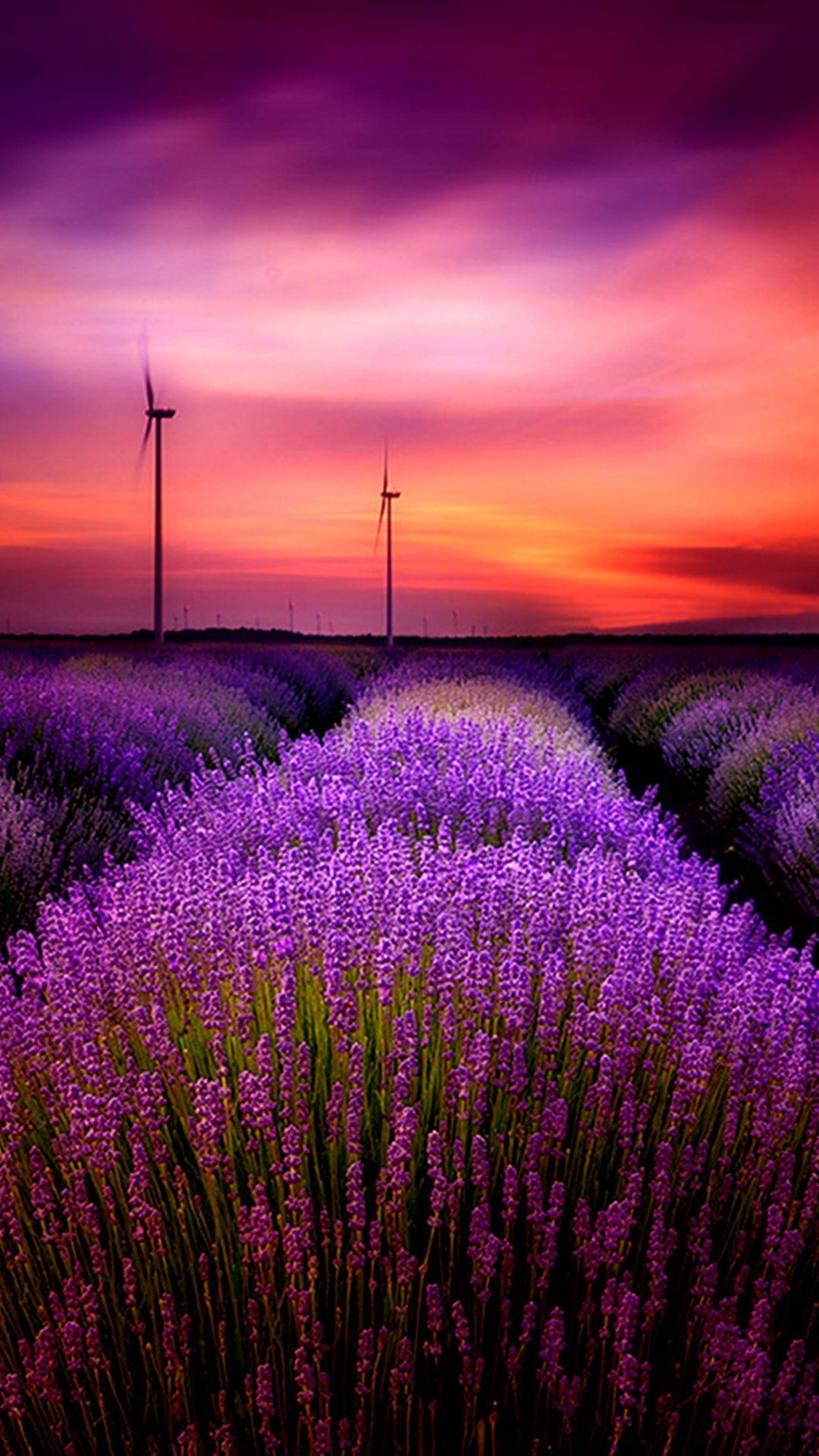 Mobile Wallpaper. Lavender fields