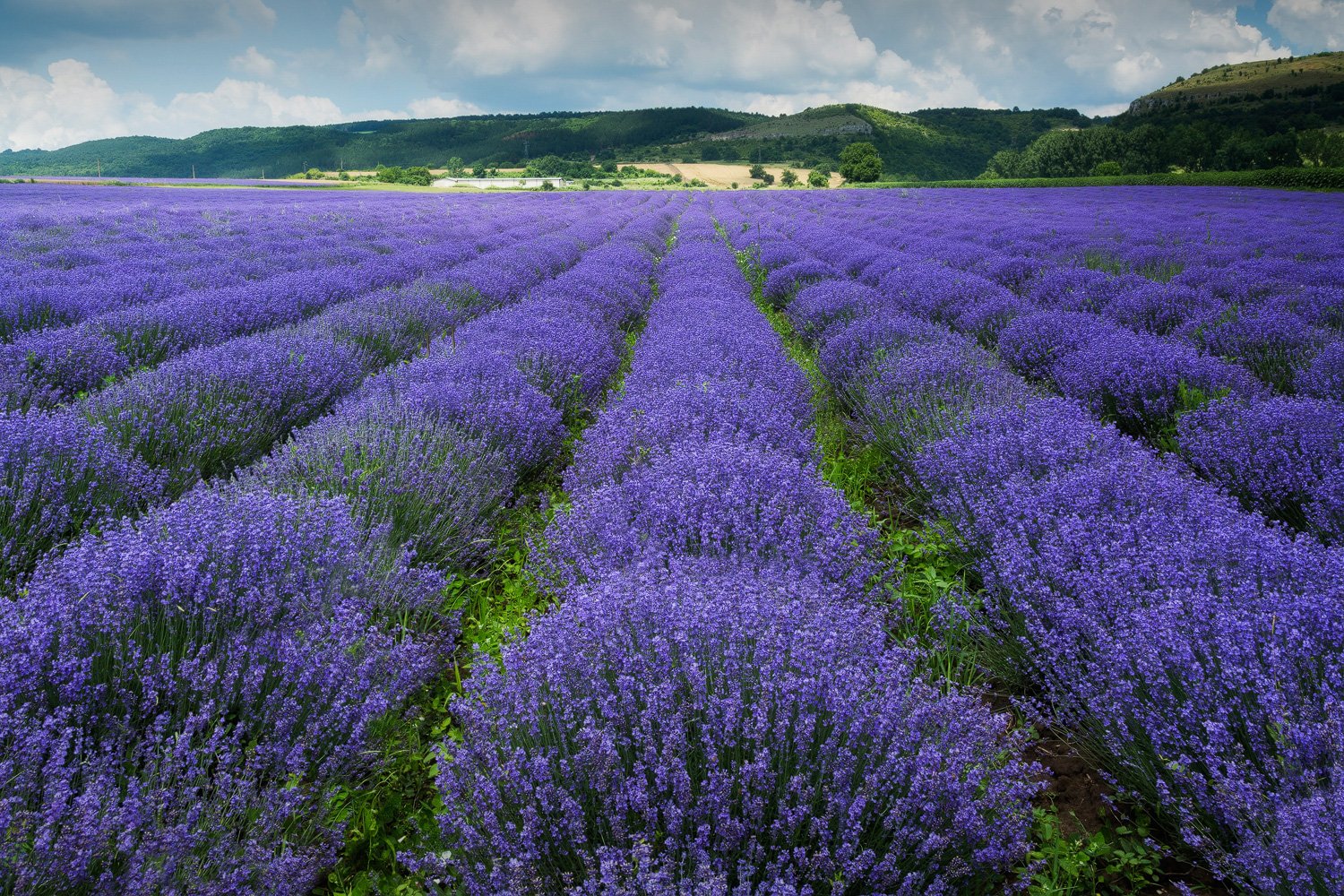 Who we source from Bulgaria. Verdure Organic Essential Oils