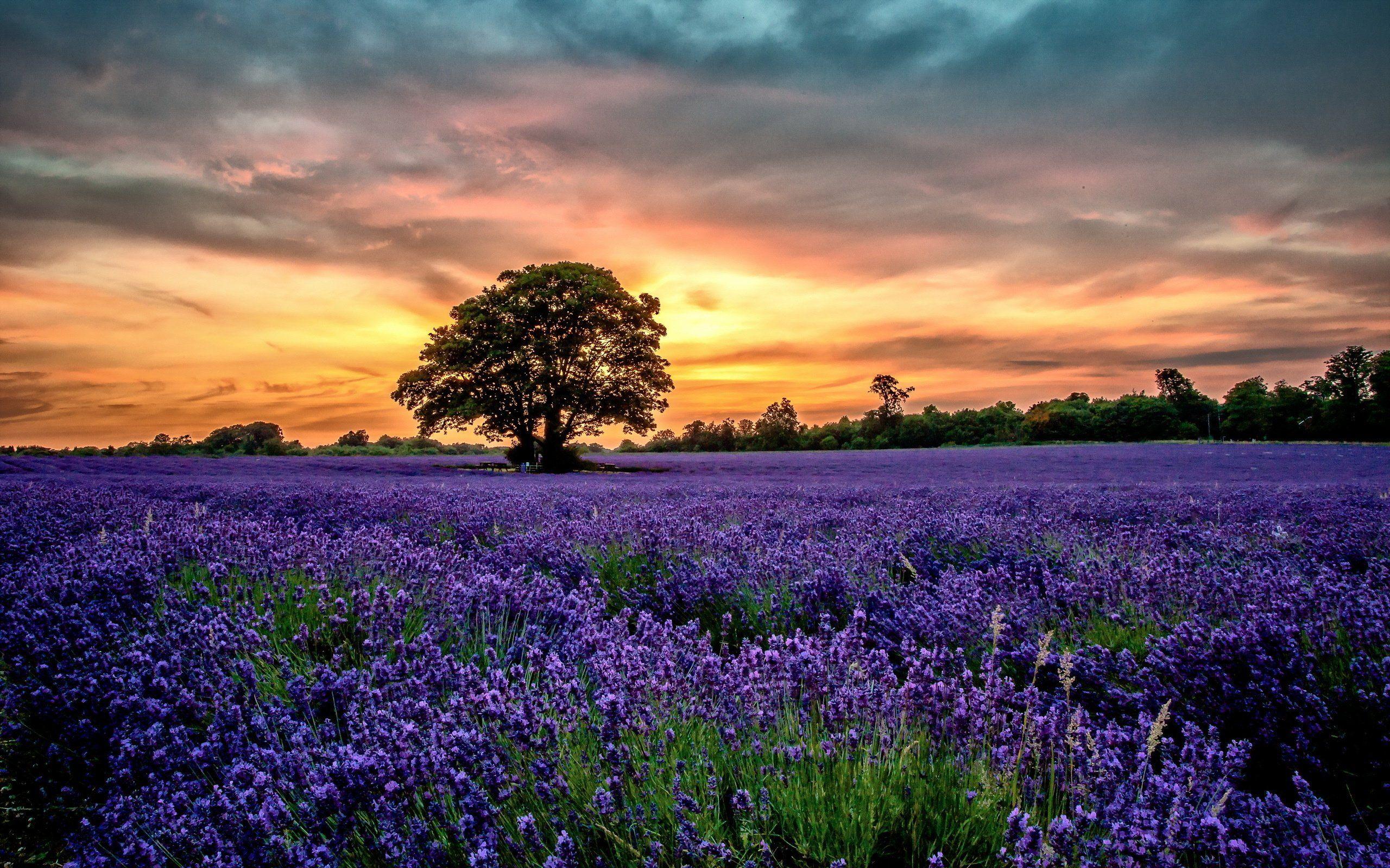 Sunset Lavender Field Wallpaper