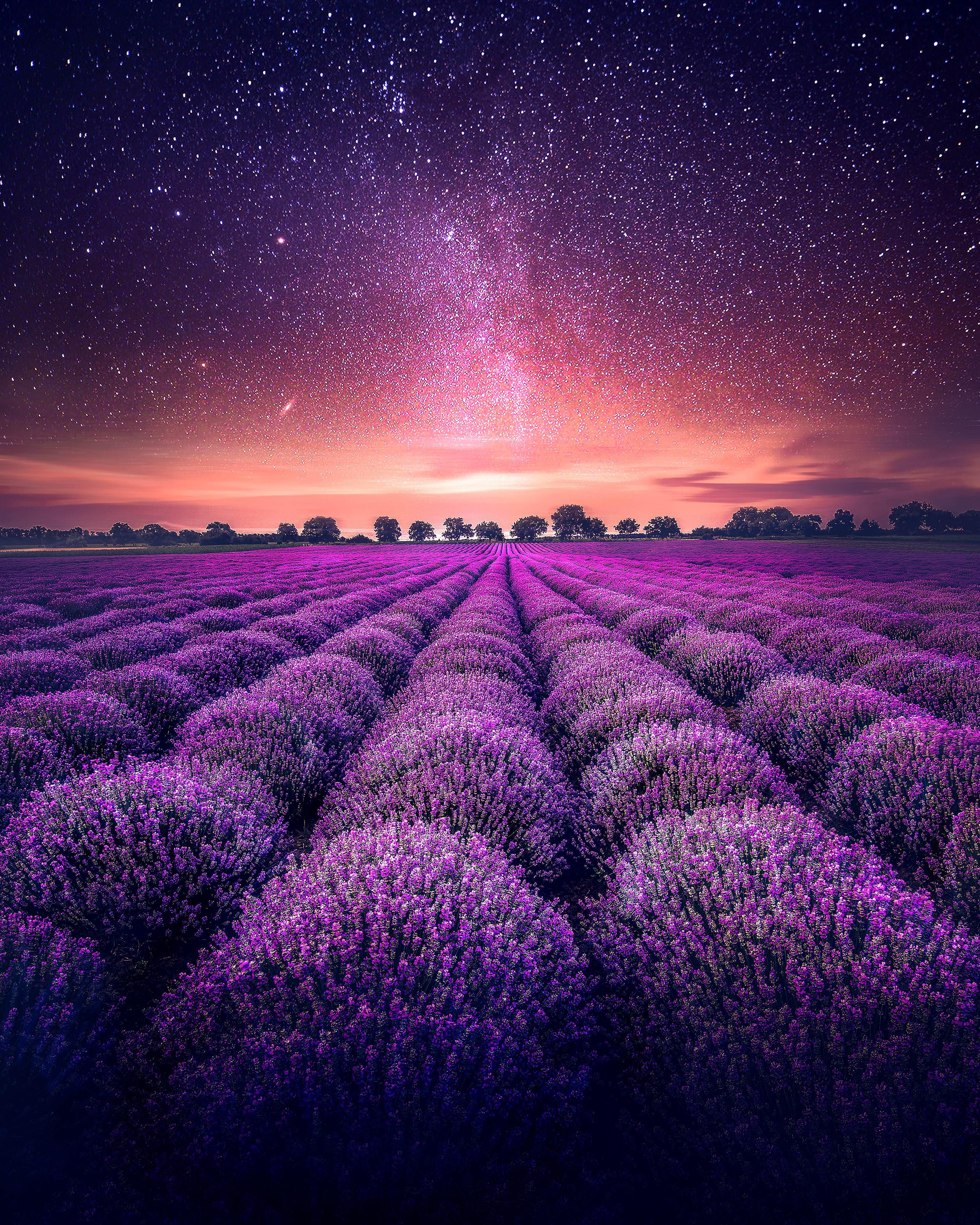 HD wallpaper: field, the sky, clouds, home, lavender, farm