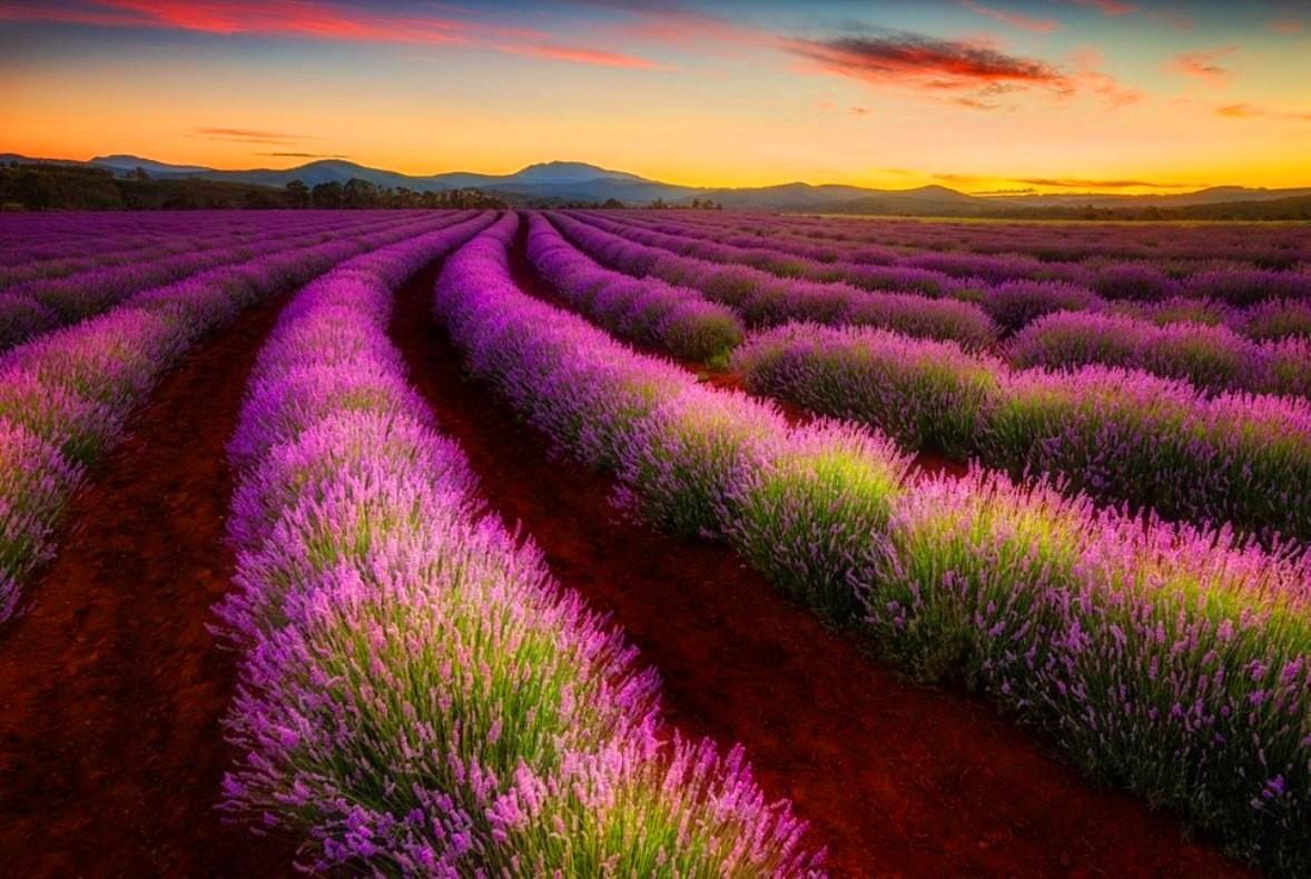 Lavender Field Bulgaria Wallpapers - Wallpaper Cave