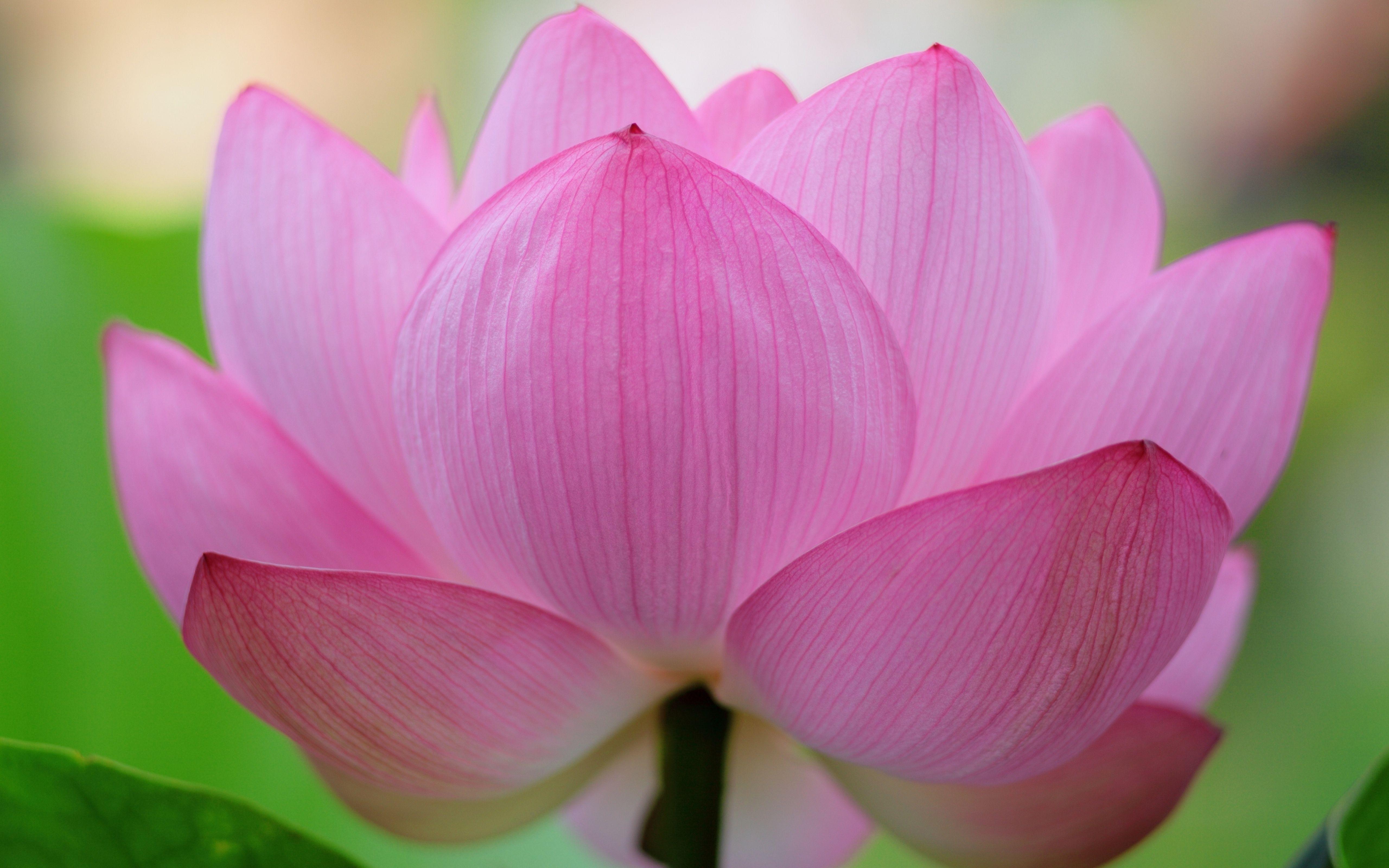Pink Lotus Flower Desktop Background Wallpaper Free Download. Lotus flower wallpaper, HD flower wallpaper, Best flower wallpaper