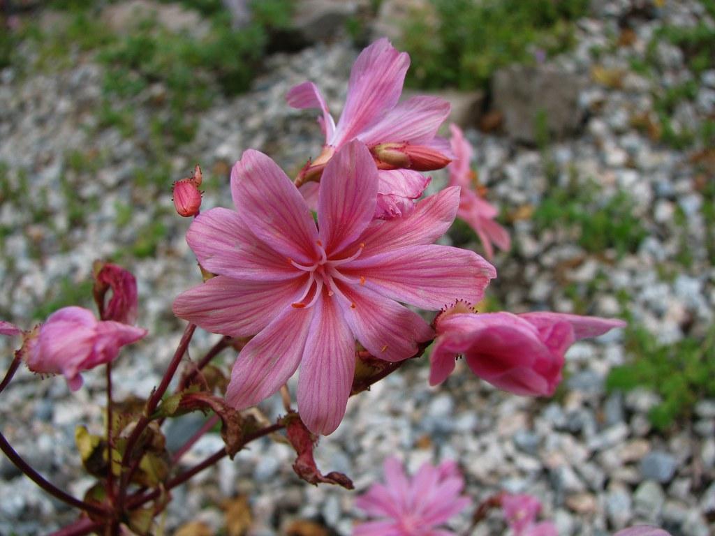 The World's Best Photo of lewisia and plant Hive Mind