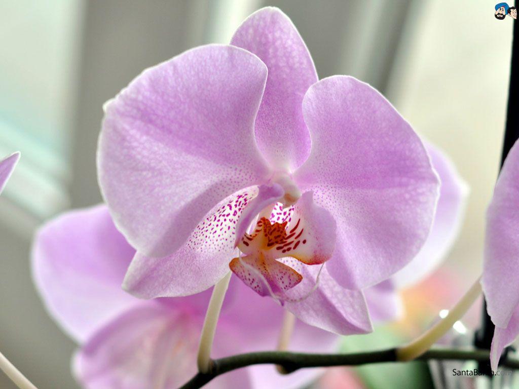 Pink Lotus Flower Desktop Background Wallpaper Free Download. my
