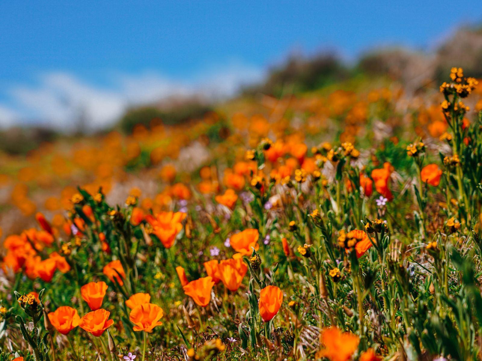 Experience the Super Bloom in Los Angeles. Discover Los Angeles