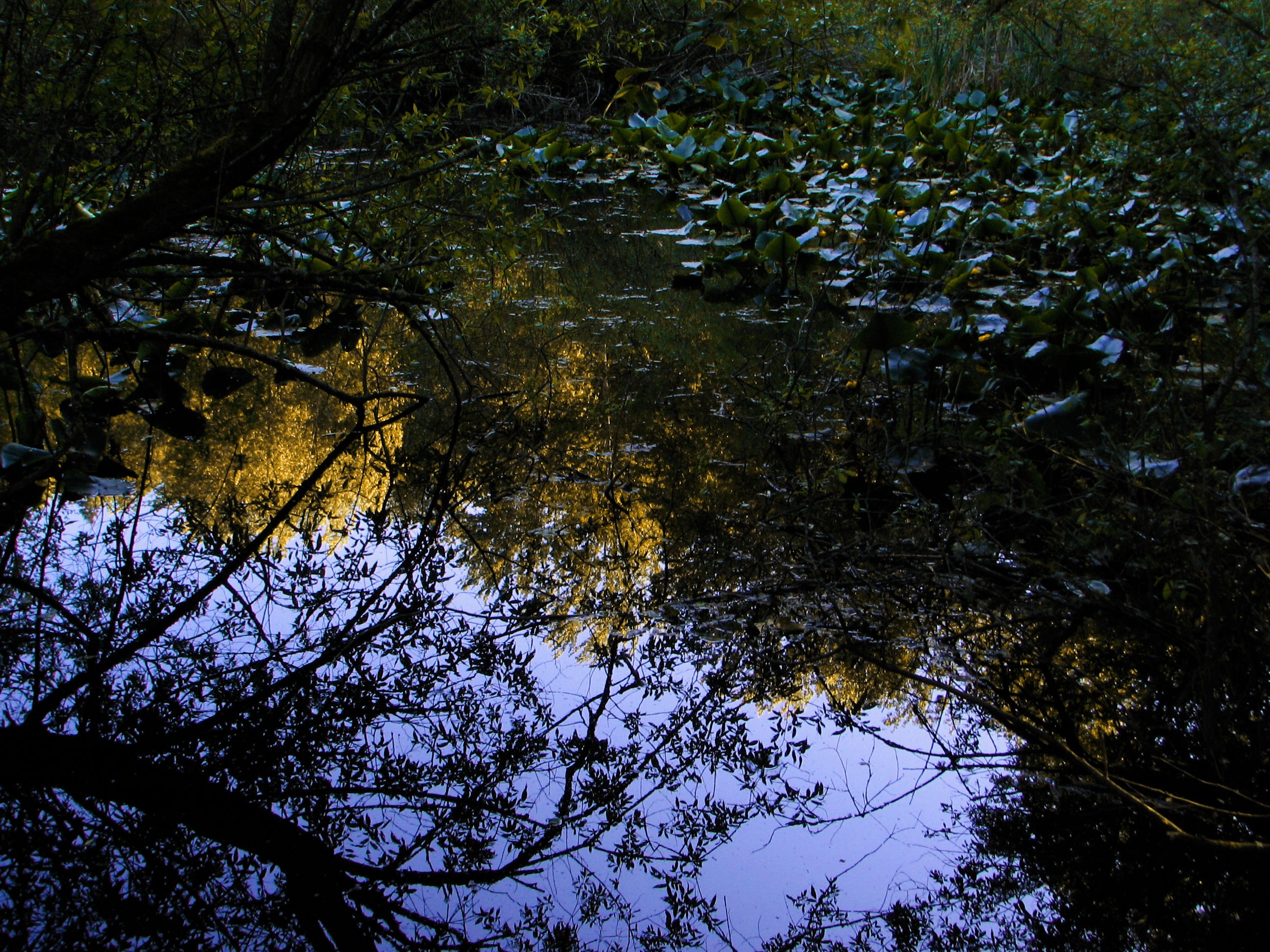 Lakes: Water West Reflections Lake Valley Sunset East Kent Plants