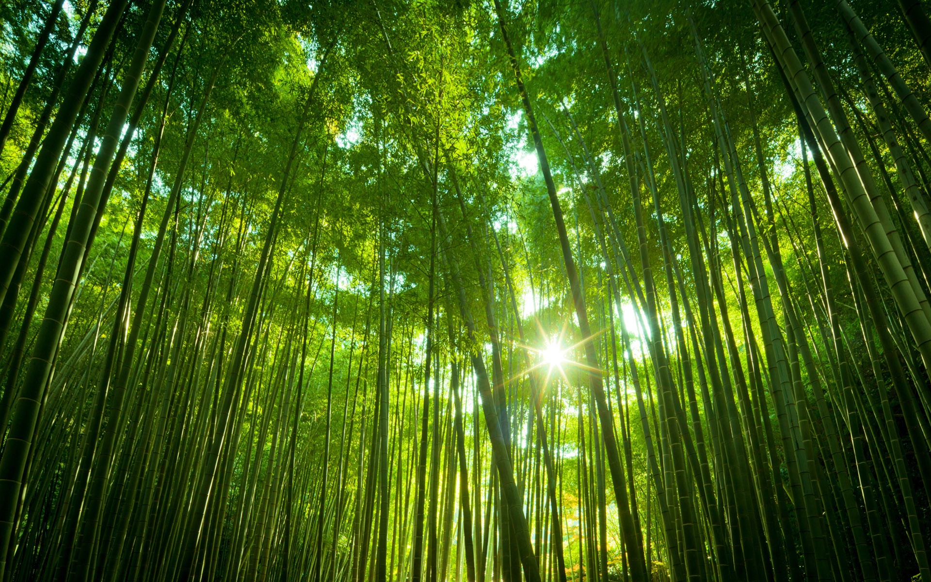 Japanese Bamboo Forest Wallpaper in jpg format for free download