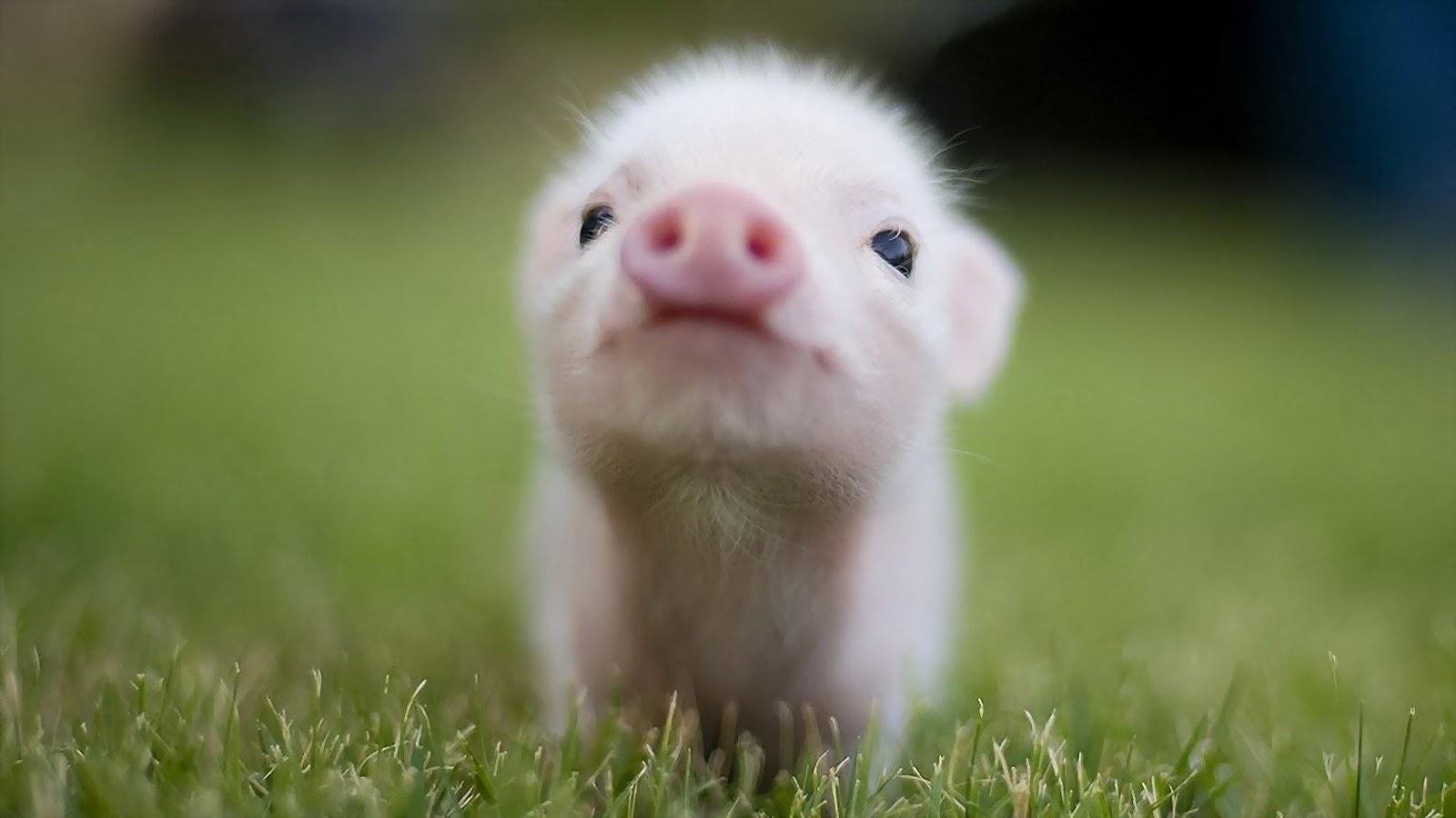 Download Cute Baby Pigs 11278 HD Wallpaper in Animals Imagecicom