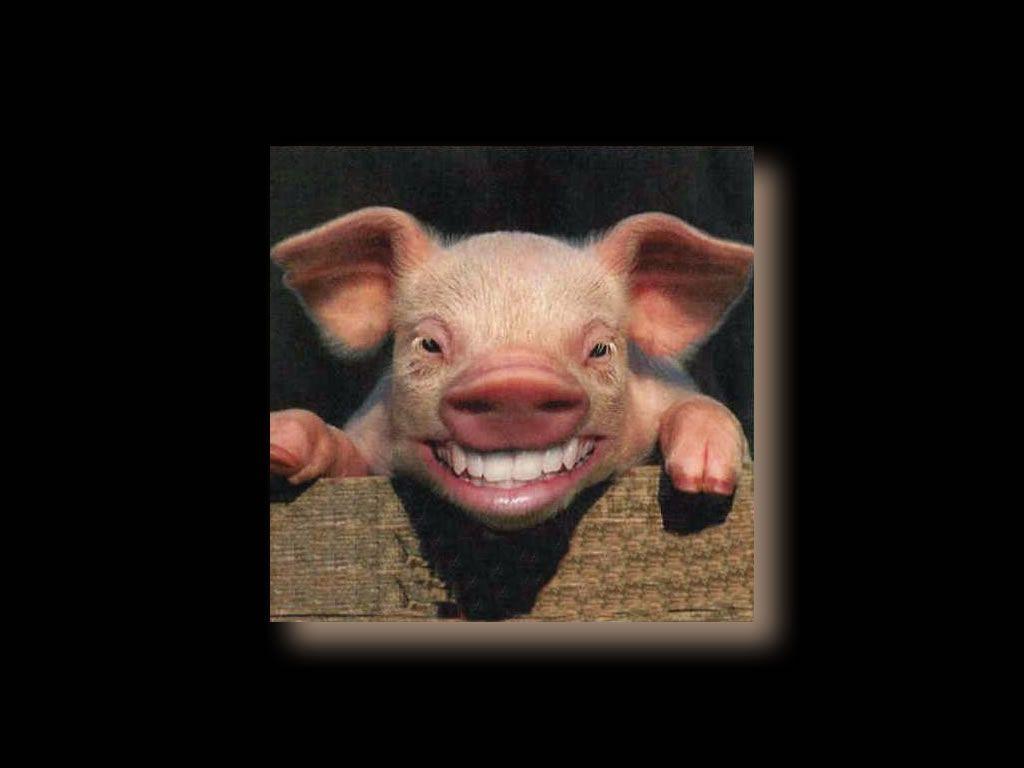Pig Desktop Wallpaper