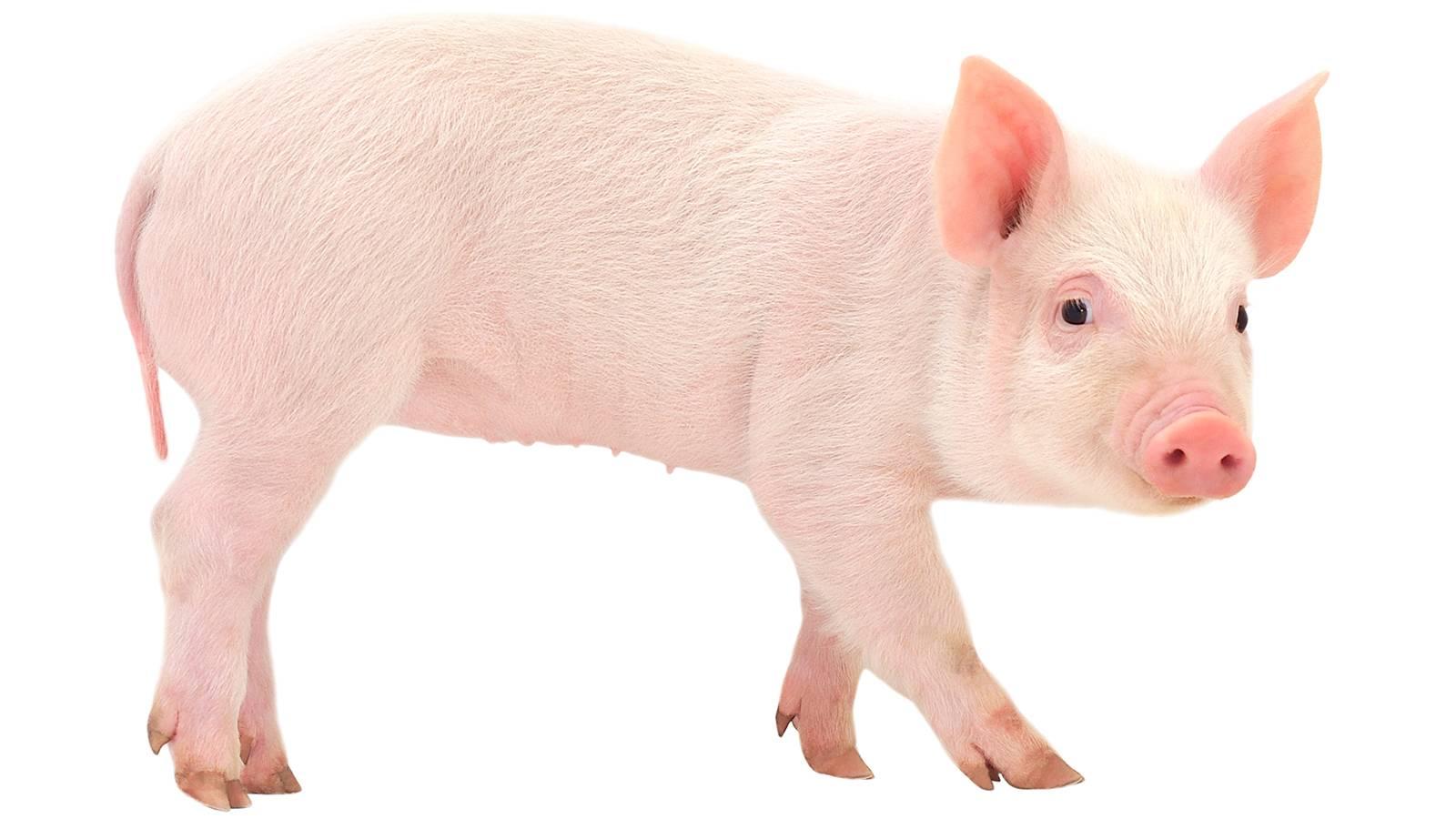 PC 1600x900 Pig Wallpaper, Wallpaper and Picture Gallery download