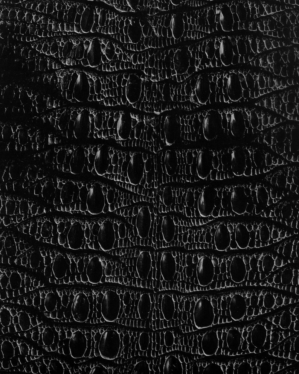 Black Crocodile Wallpaper