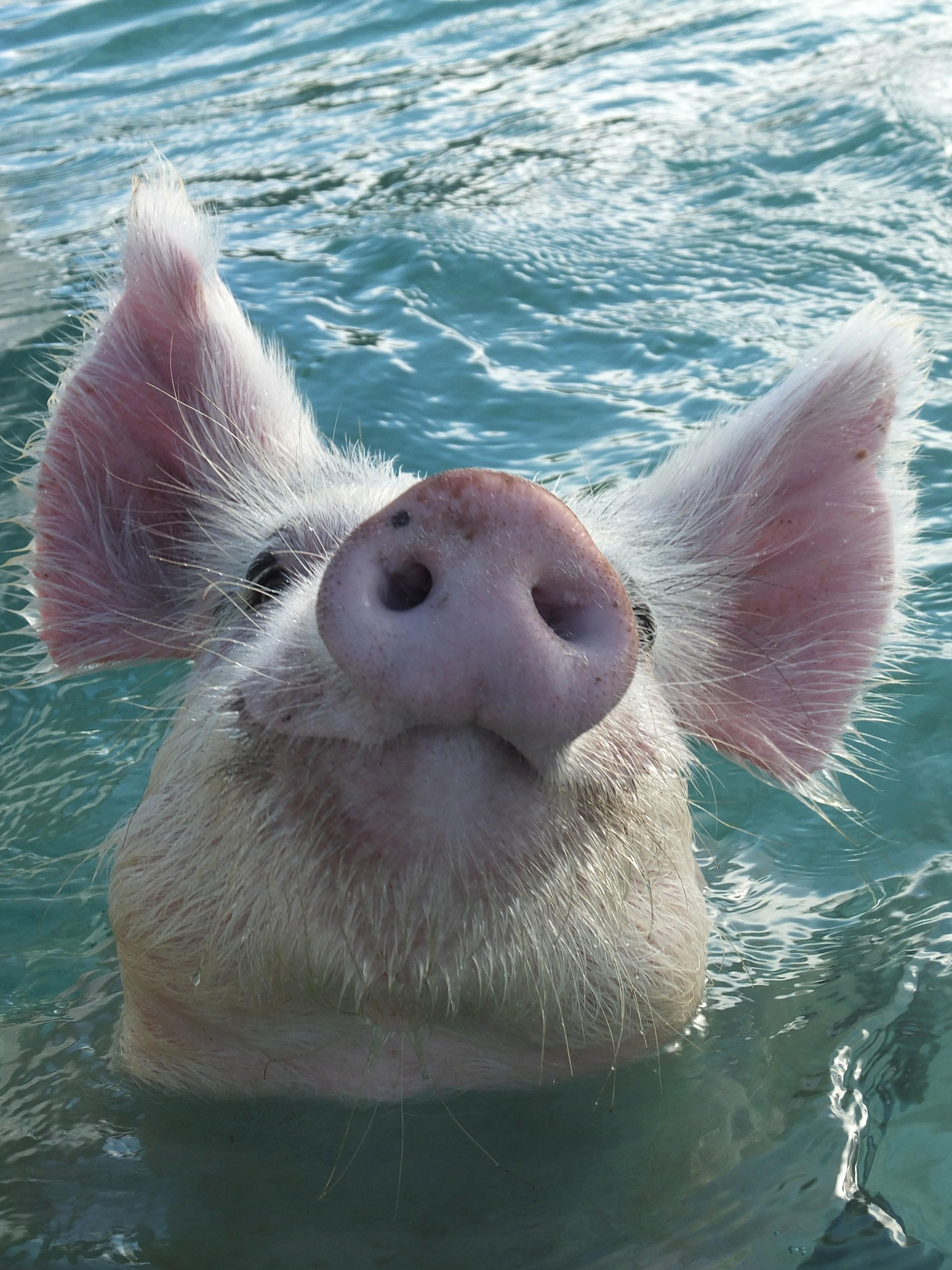 Pig Wallpaper HD Pigs In The Bahamas Wallpaper High Quality
