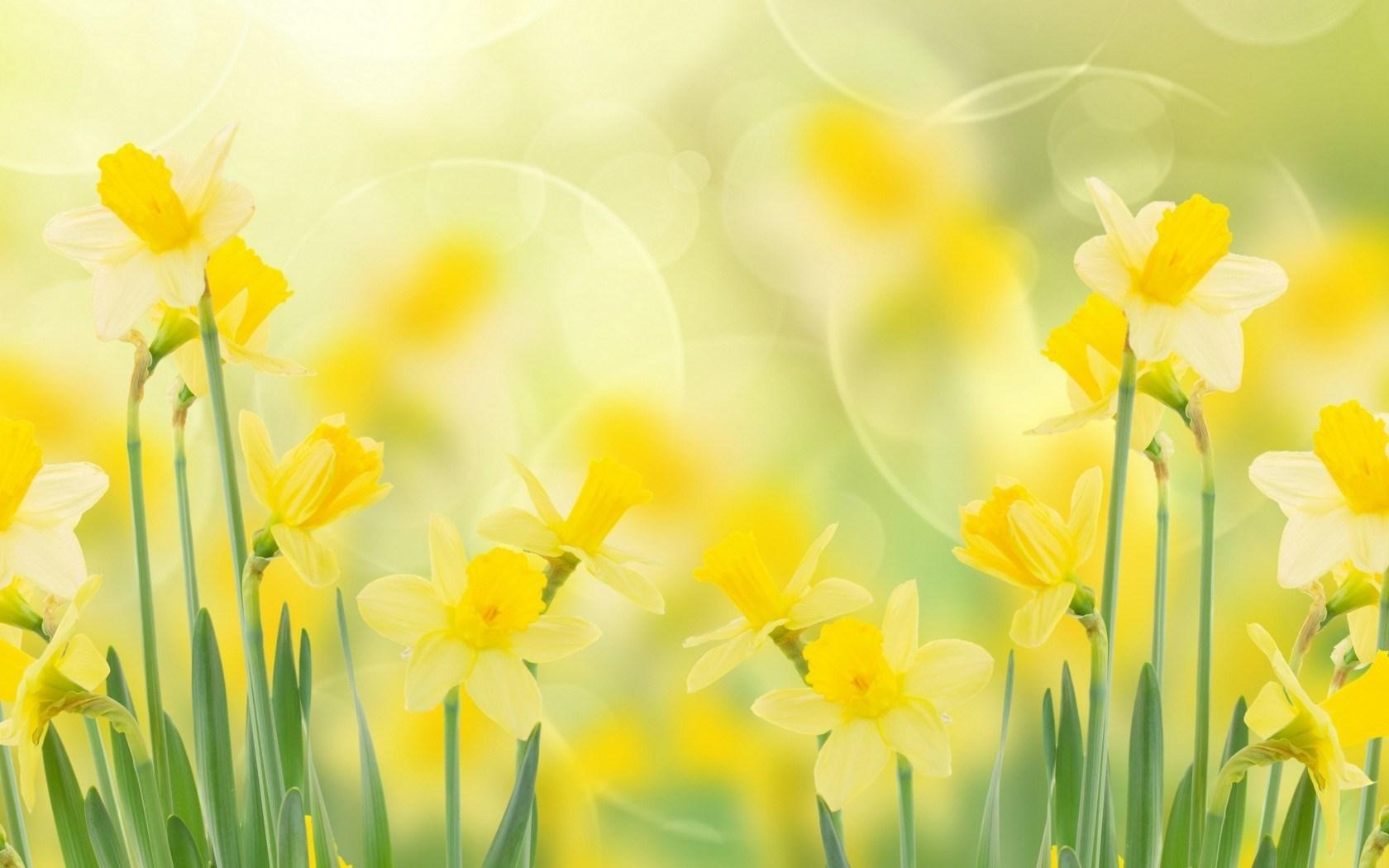 Yellow Daffodils Flowers Spring Wallpapers Wallpaper Cave