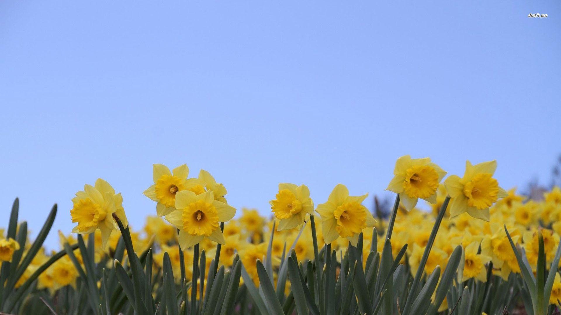 Daffodil Wallpaper