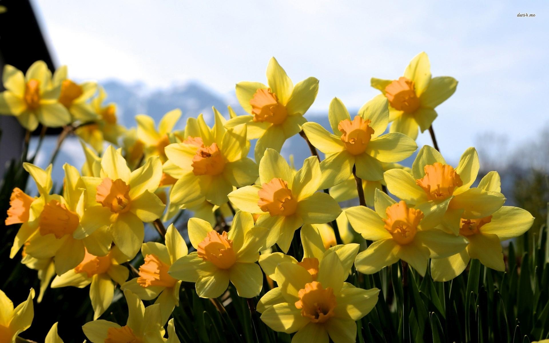 Pretty Daffodil Wallpapers - Wallpaper Cave