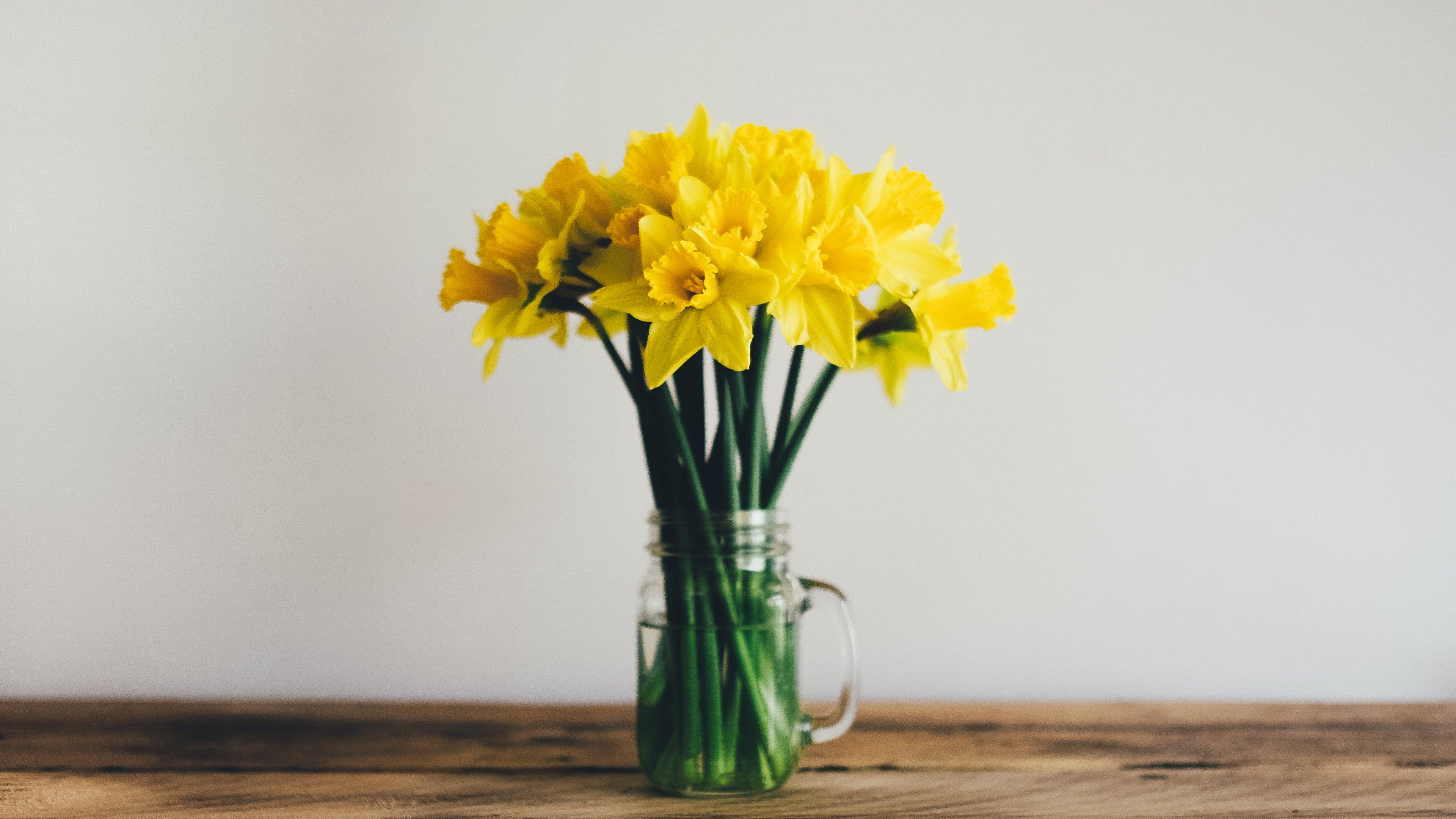 Daffodils Wallpaper, Android & Desktop Background