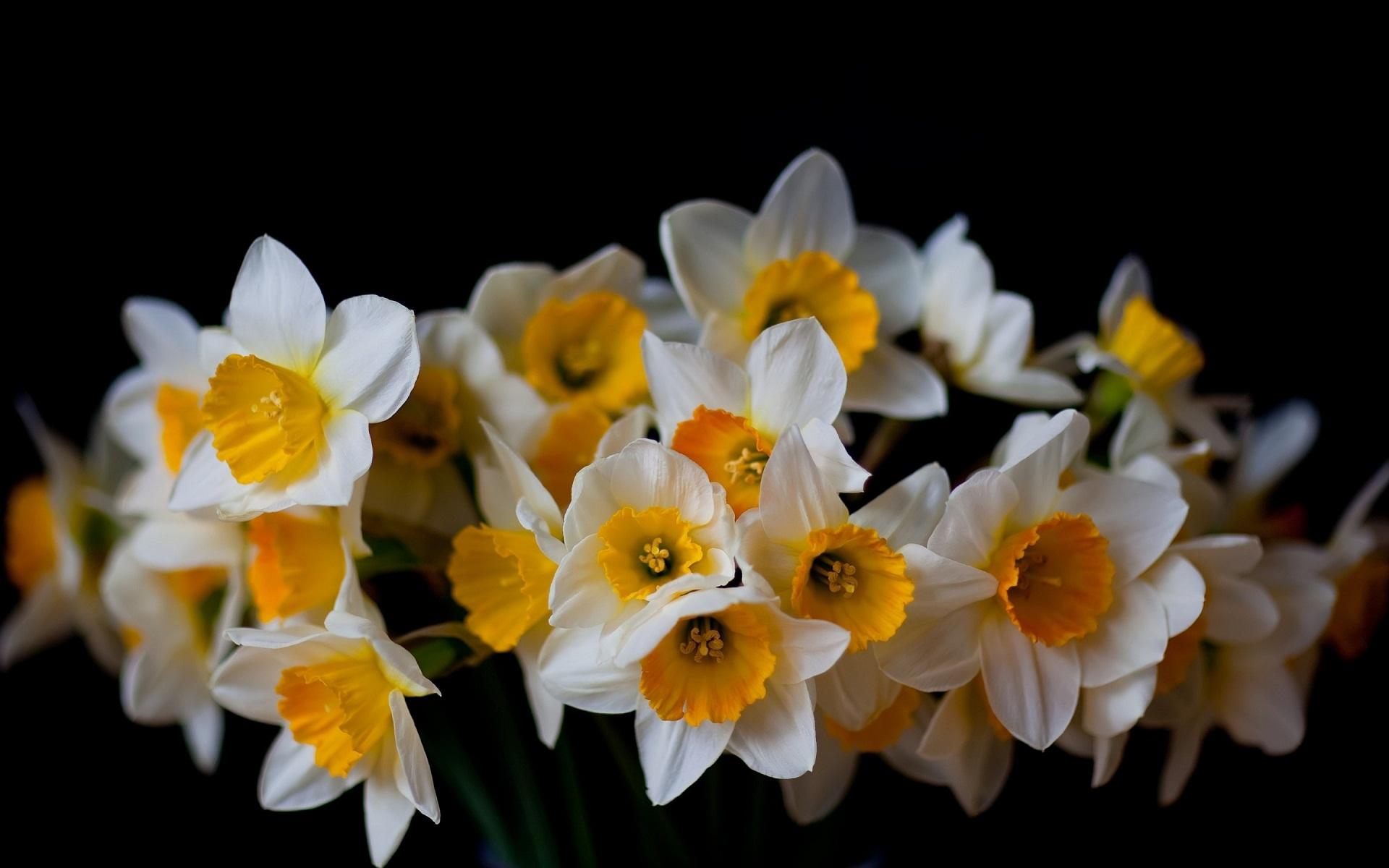 Daffodil Wallpaper 6 X 1200