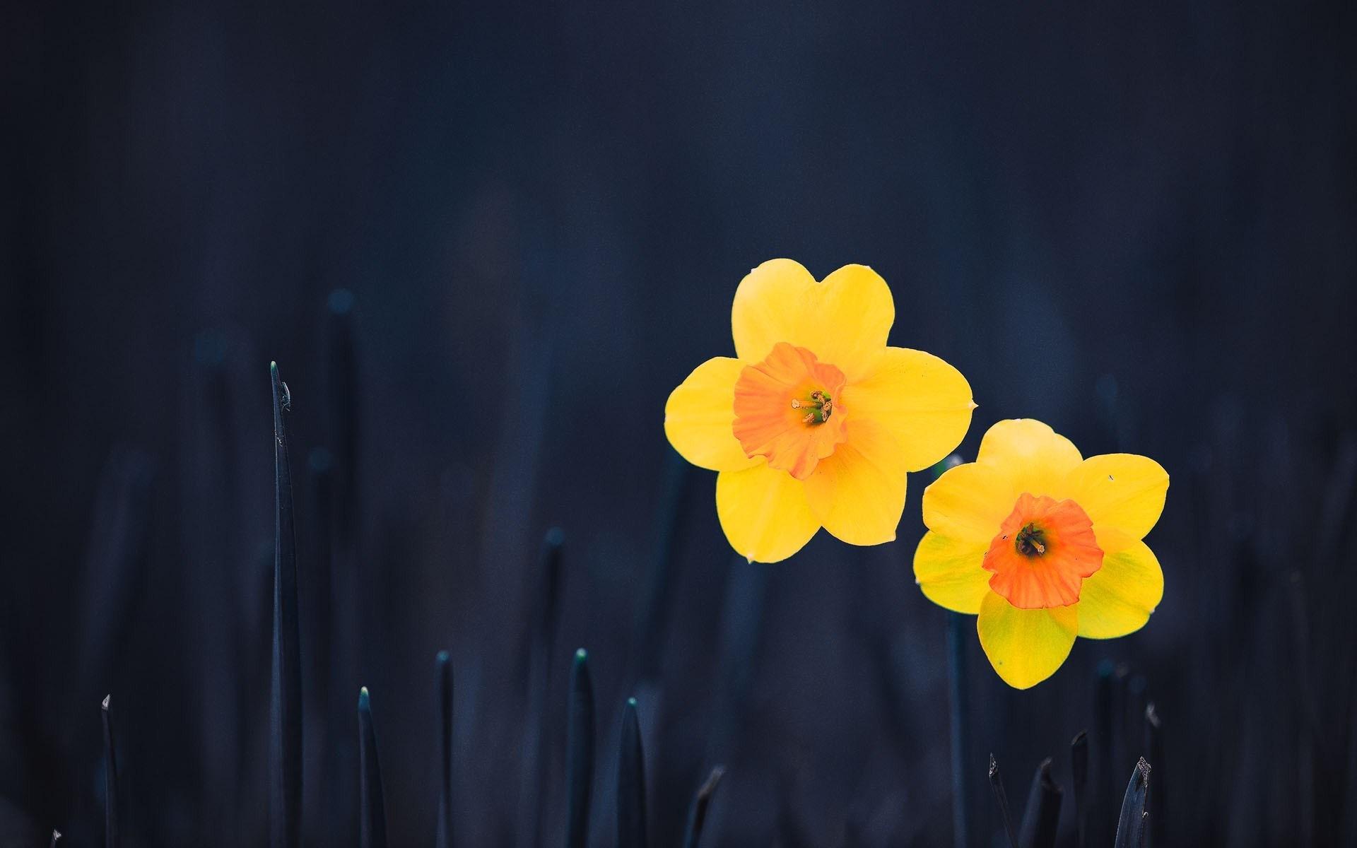 Daffodils Wallpaper