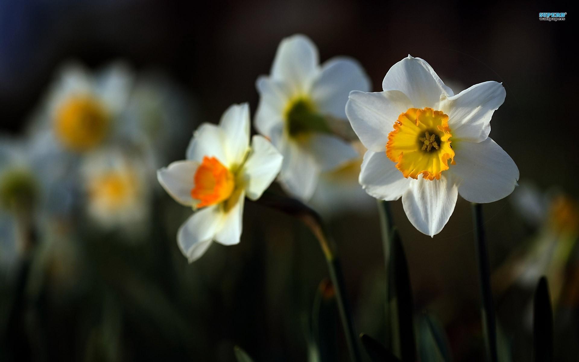 Daffodil Wallpaper #NK89M54, 0.2 Mb