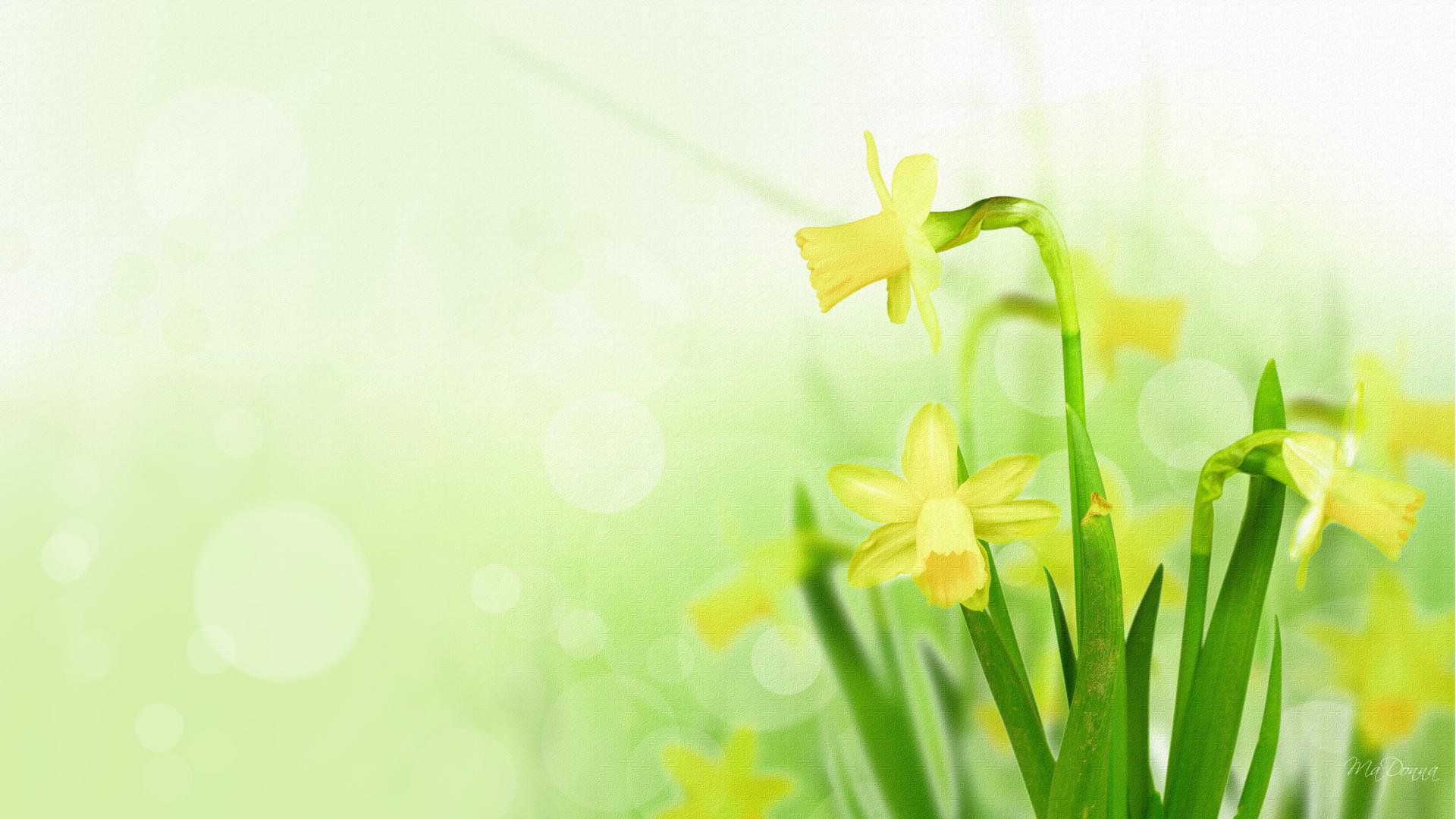Daffodil wallpaperx1080