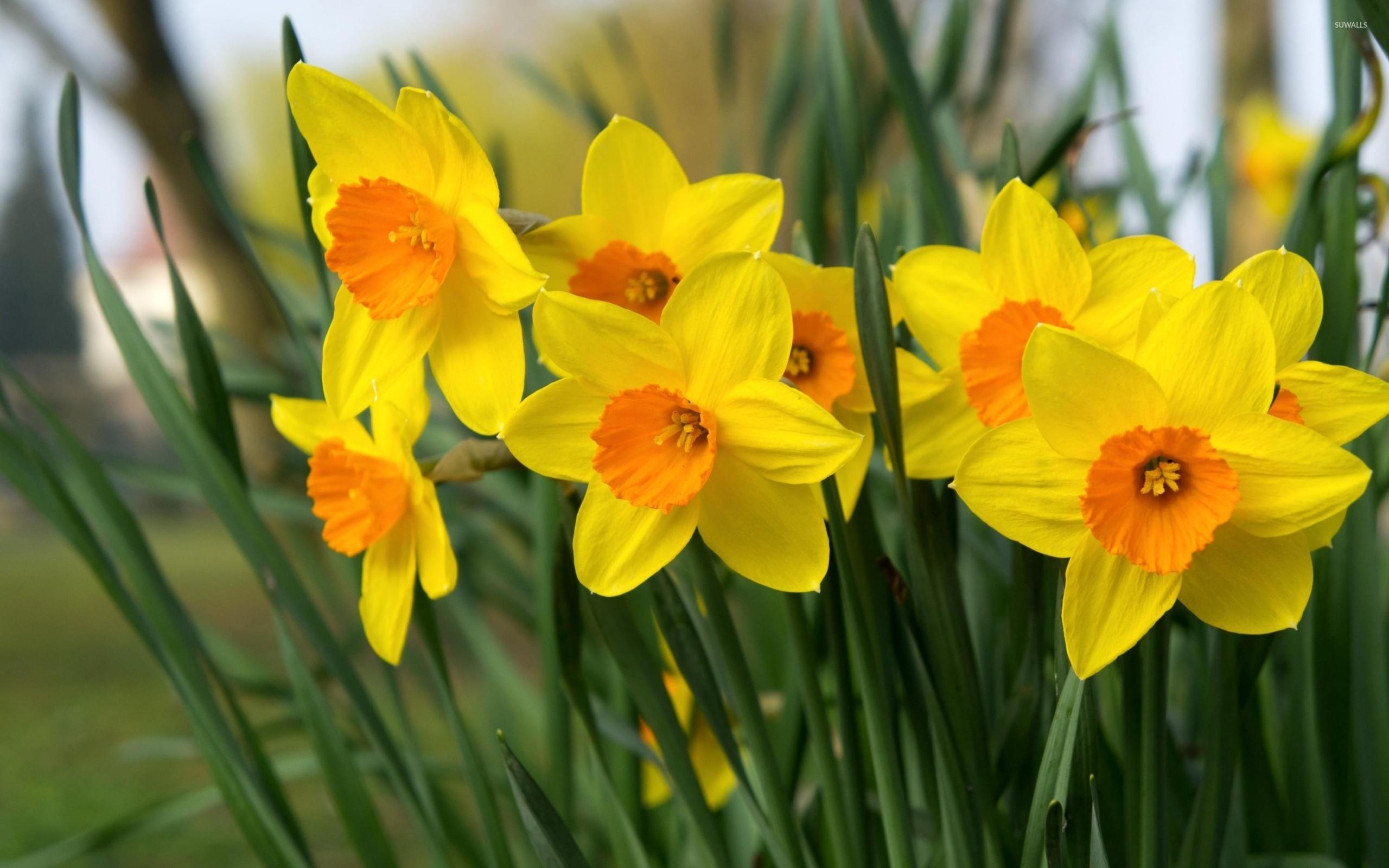 Daffodils wallpaper Collection