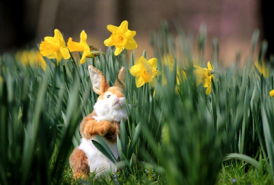 Flowers Daffodils Garden HD Wallpaper