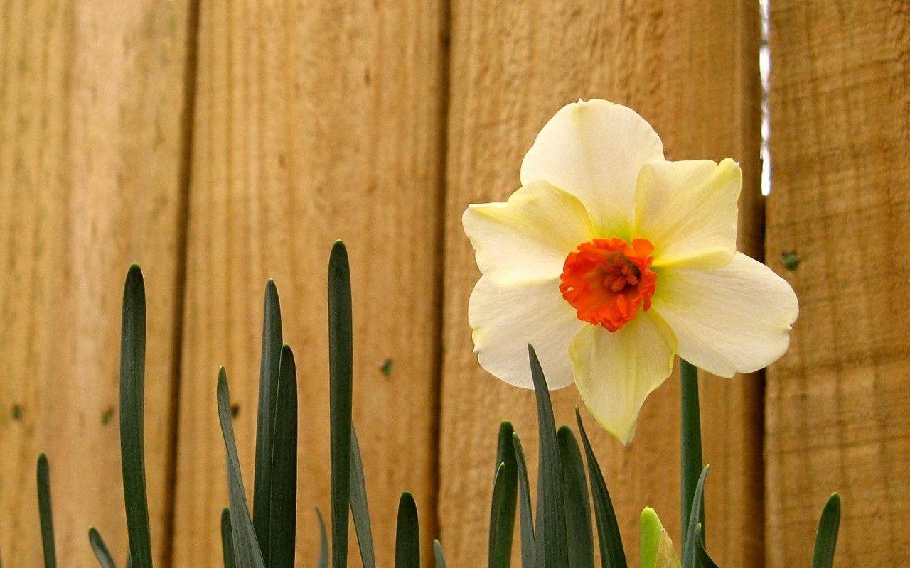 Daffodil Wallpaper Download X12Z8D