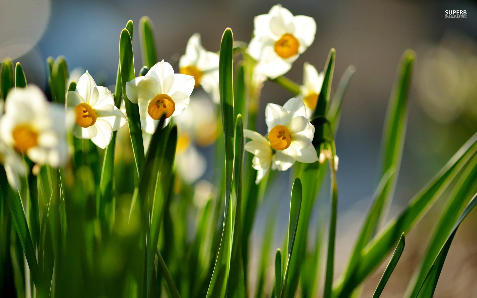 Flower: White Spring Flowers Lovely Petals Pretty Daffodils Nature