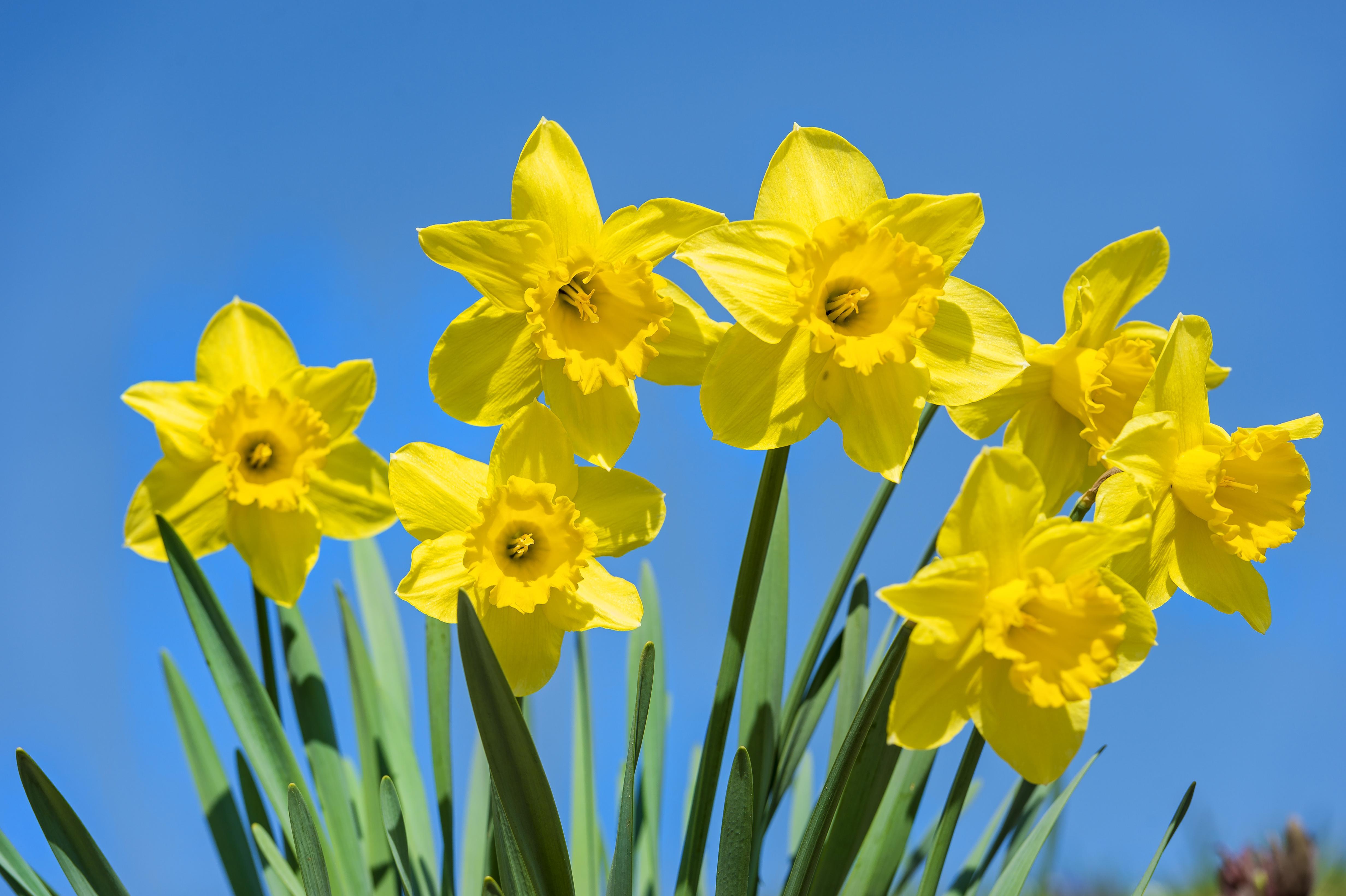 Daffodil wallpaper Gallery