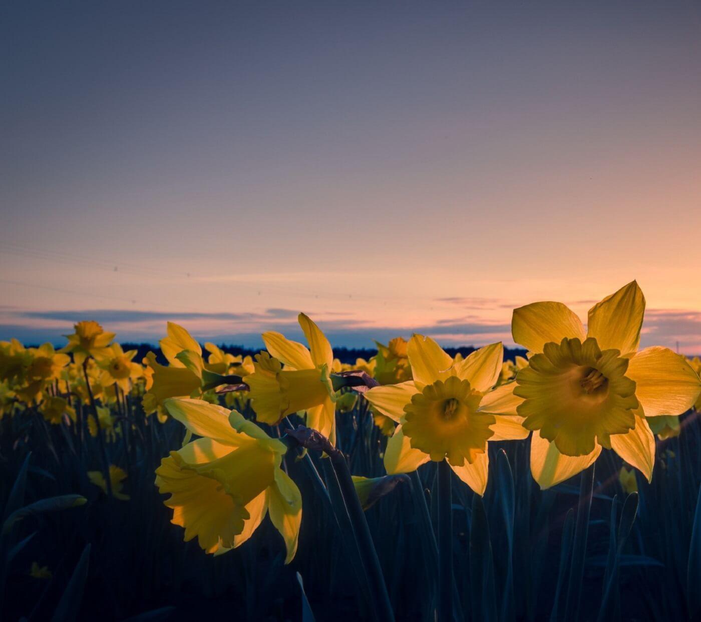 Daffodil Wallpaper for Android