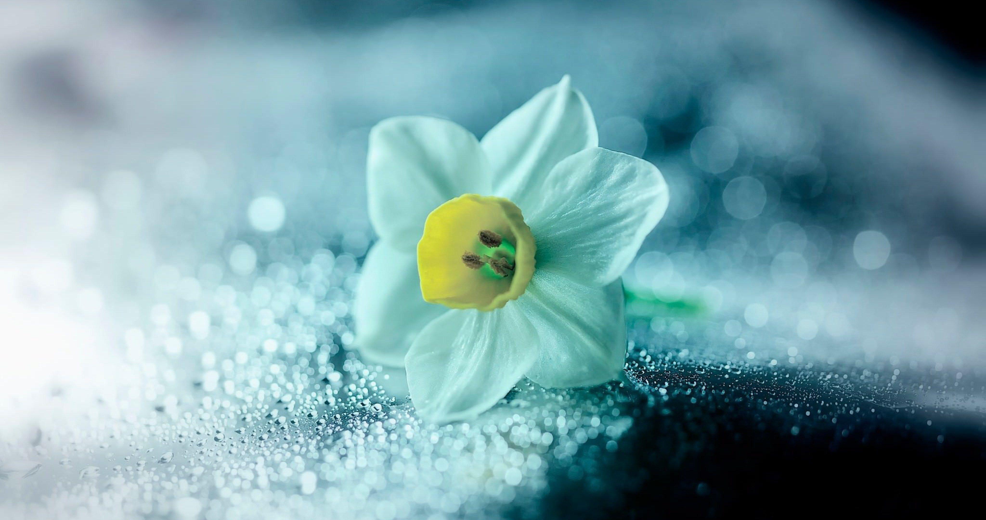 flower narcissus wallpaper 4k ultra HD wallpaper. Flower desktop wallpaper, Narcissus flower, Daffodils