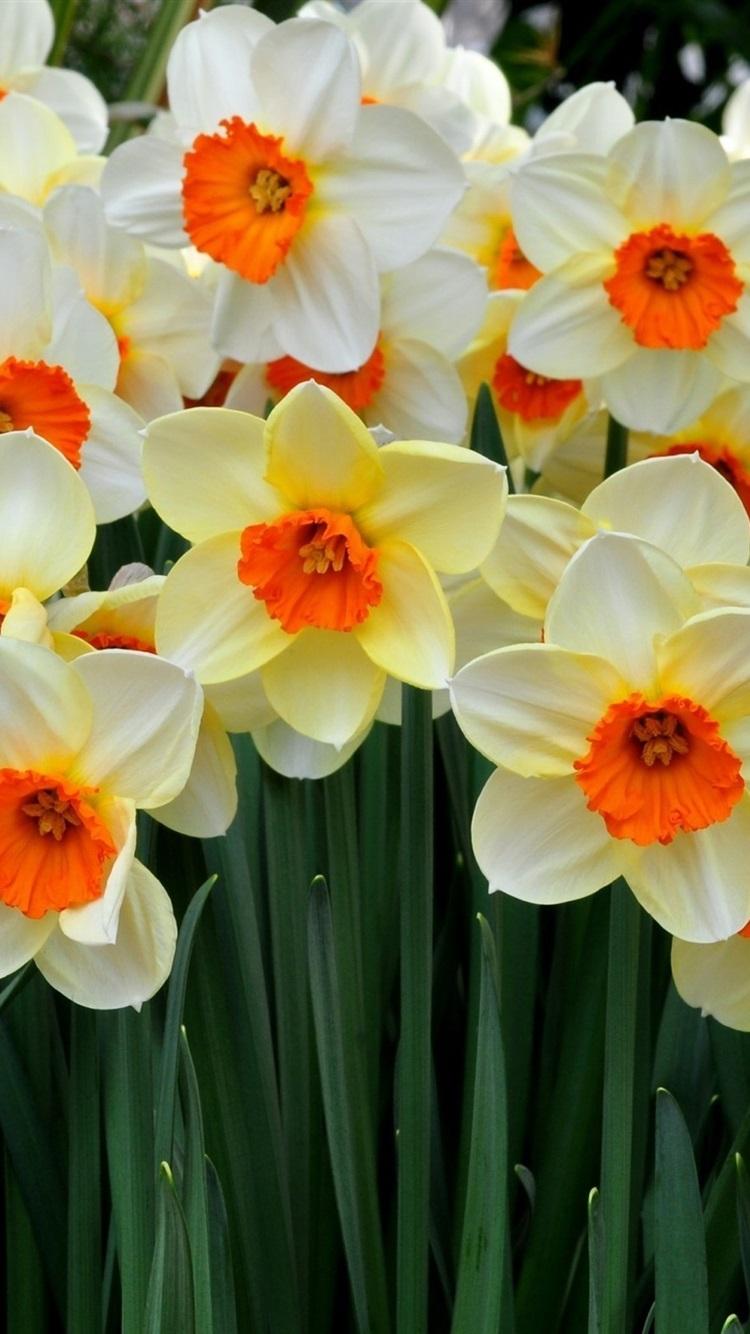 Beautiful Flowers, Many Daffodils 750x1334 IPhone 8 7 6 6S