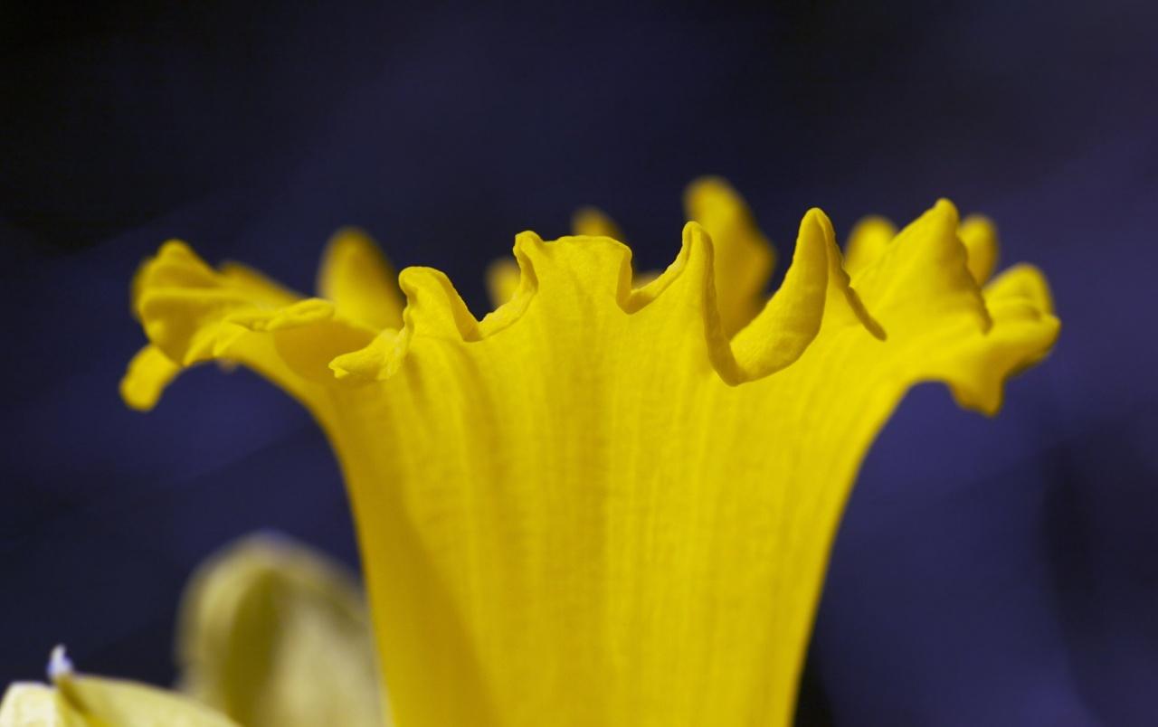 Daffodil Trumpet wallpaper. Daffodil Trumpet