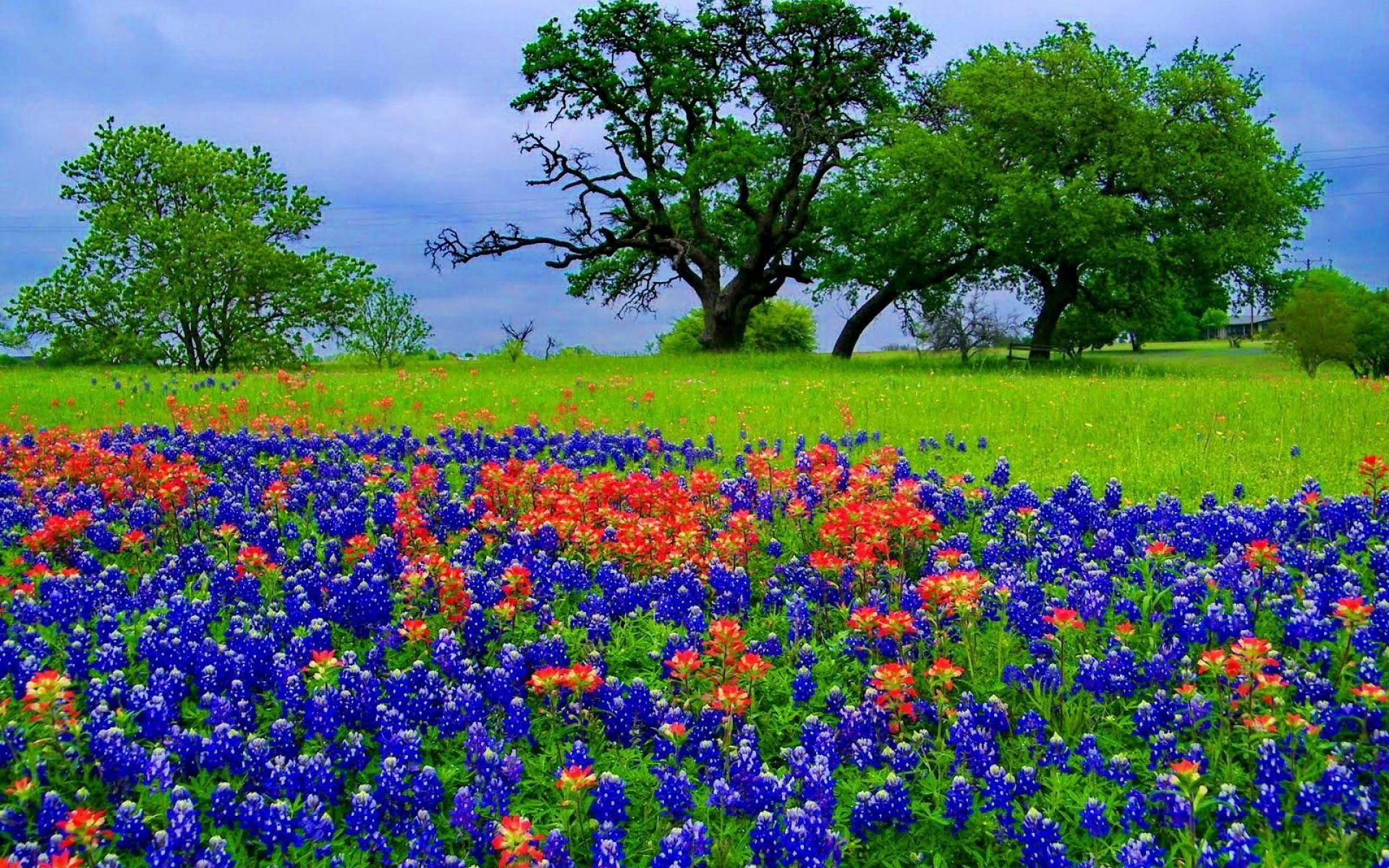 Texas Bluebonnet Wallpaper