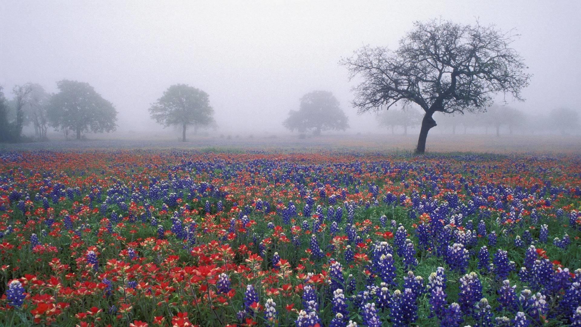 Texas Bluebonnet Wallpaper