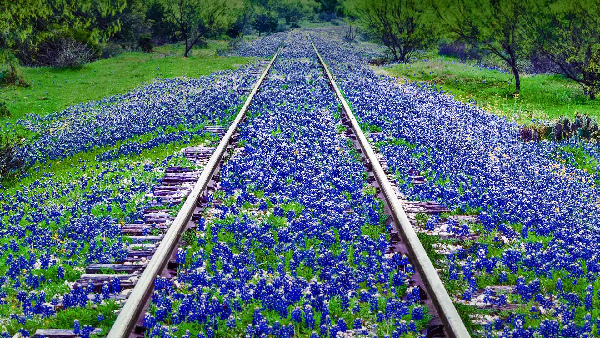Texas Bluebonnets Wallpapers Wallpaper Cave