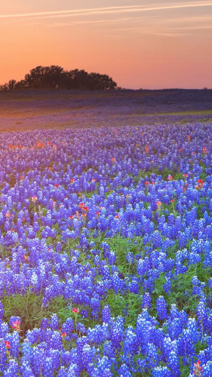 Texas Bluebonnets Wallpapers - Wallpaper Cave