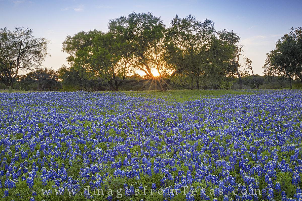 Texas Bluebonnets Wallpapers - Wallpaper Cave